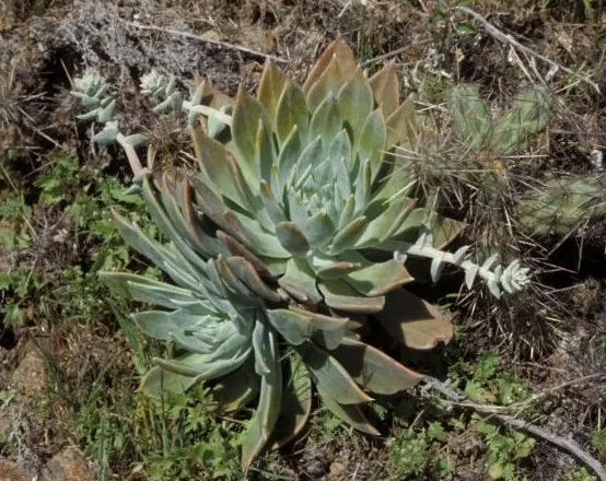 Dudleya (Dudleya Brittonii) — up to 2-foot tall inflorescences capped with clusters of bright red to coral flowers; dudleya brittonii sends up erect, image 51