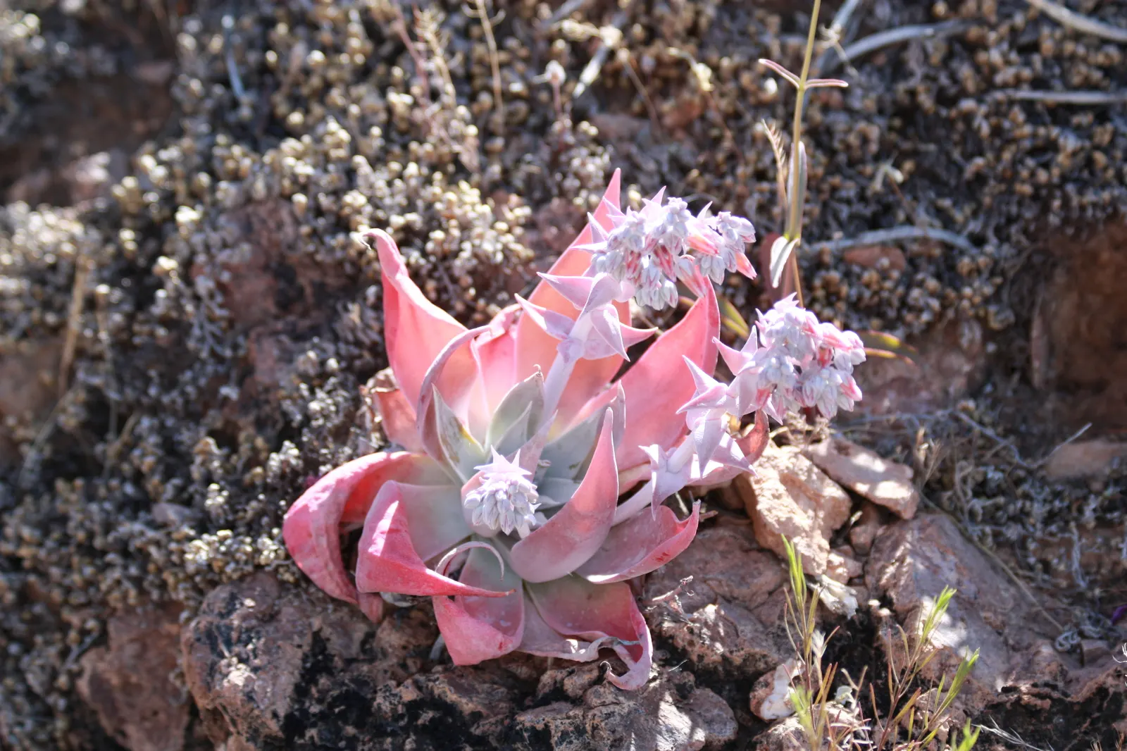 Dudleya (Dudleya Brittonii) — succulent for full or half; and as a focal point in drought-resistant plantings, image 76