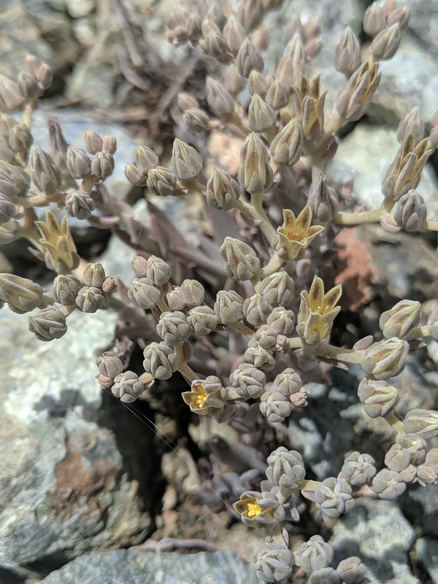 Dudleya (Dudleya Brittonii) — It requires minimal maintenance and is best positioned in full sun to partial shade, image 48