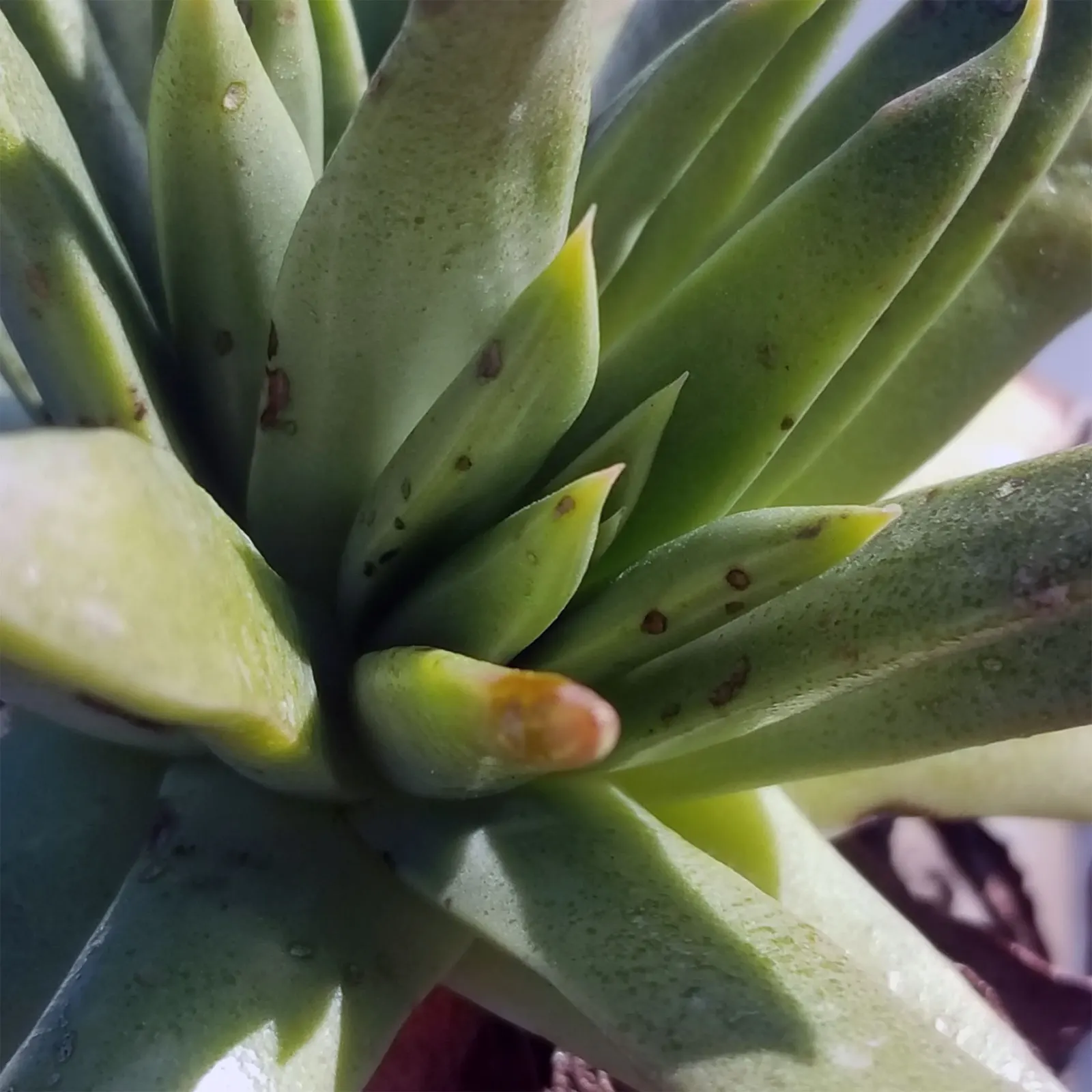 Dudleya (Dudleya Brittonii) — reaching up to 18 inches in diameter