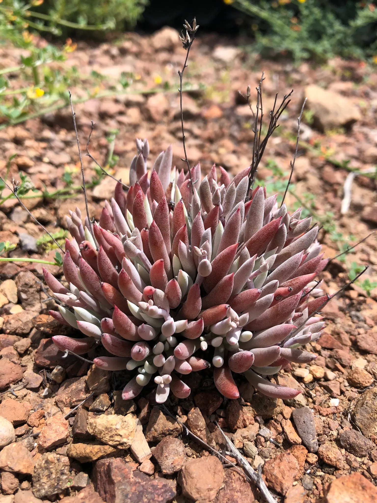 Dudleya (Dudleya Brittonii) — adding a bold contrast to rock gardens or as focal points in xeriscaped designs; the 'Giant Chalk Dudleya,' is a, image 44