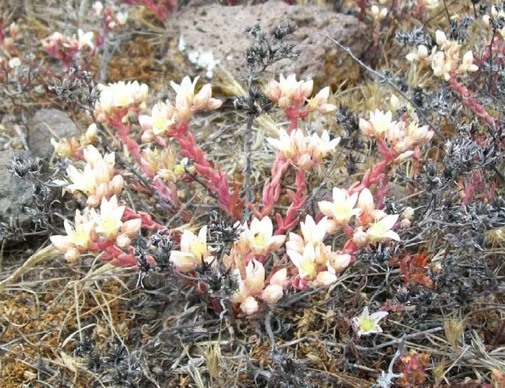 Dudleya (Dudleya Brittonii) — Native to Baja California