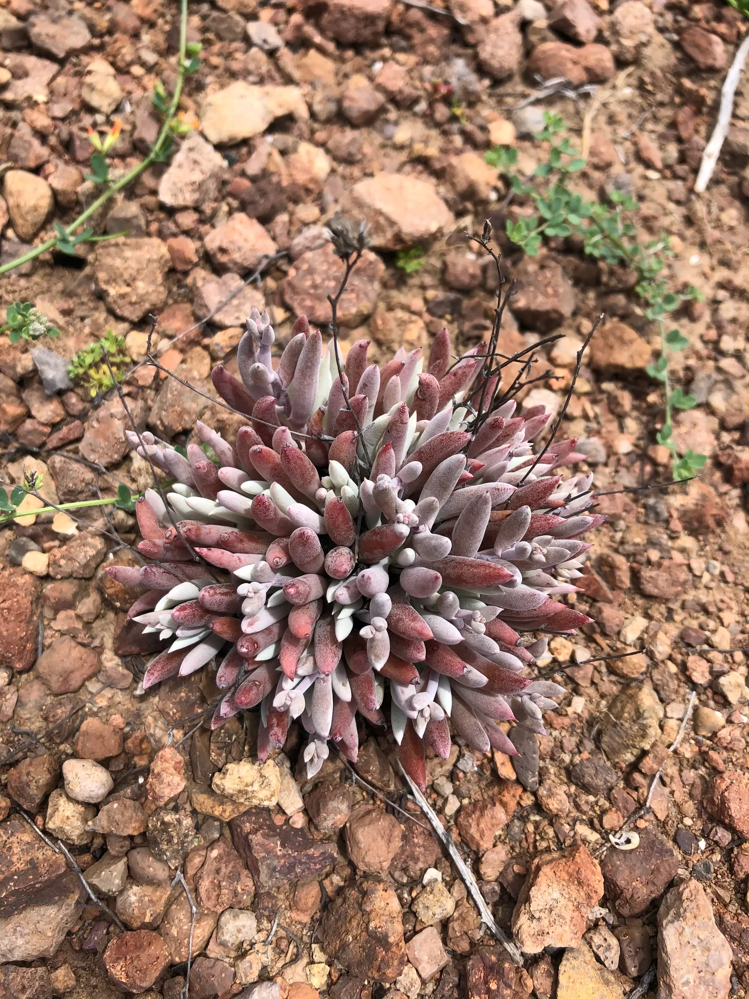 Dudleya (Dudleya Brittonii) — It requires minimal maintenance and is best positioned in full sun to partial shade, image 86