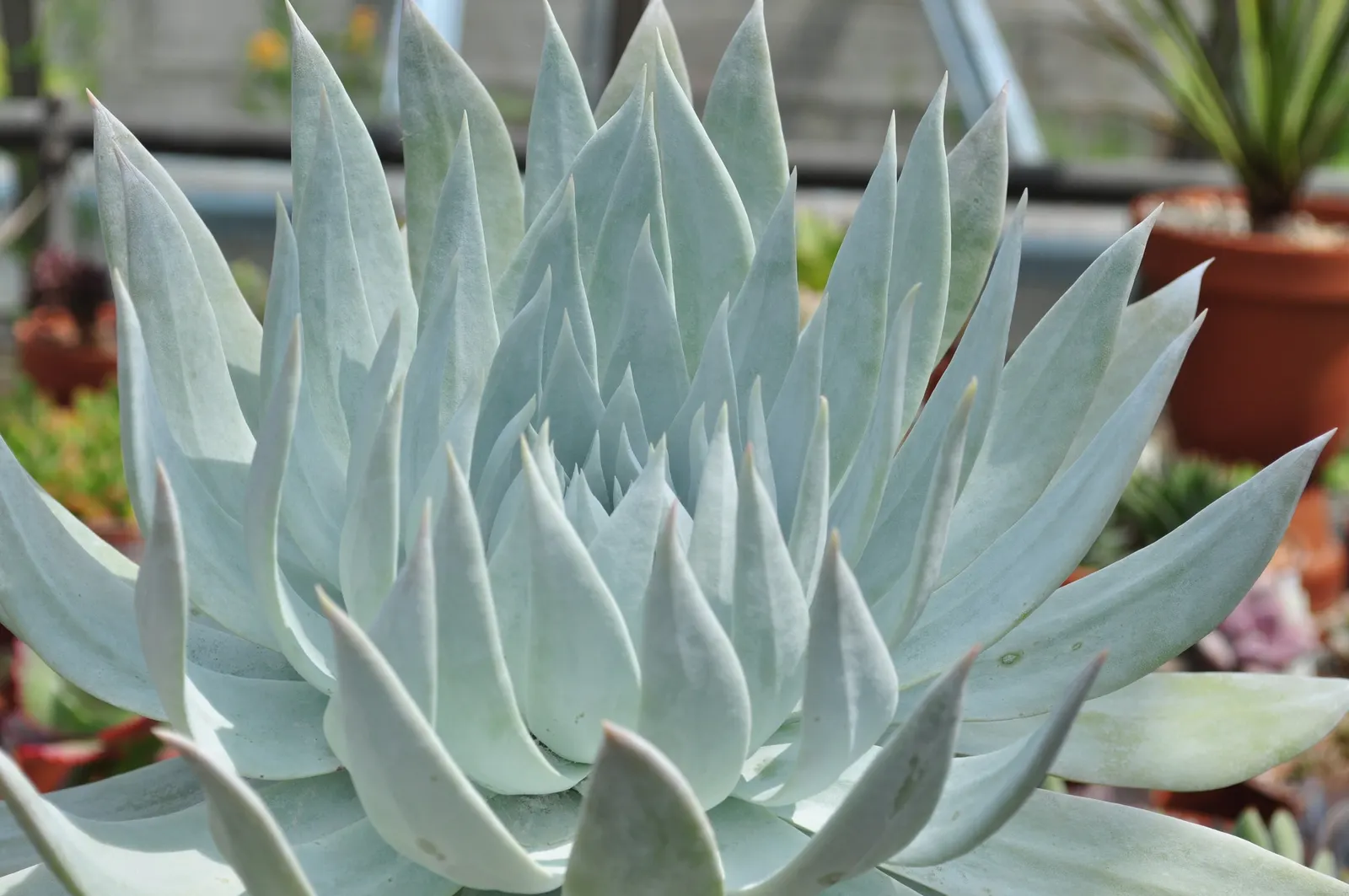 Dudleya (Dudleya Brittonii) — With minimal water needs, it's ideal for drought-tolerant landscapes; adding a bold contrast to rock gardens or as, image 80