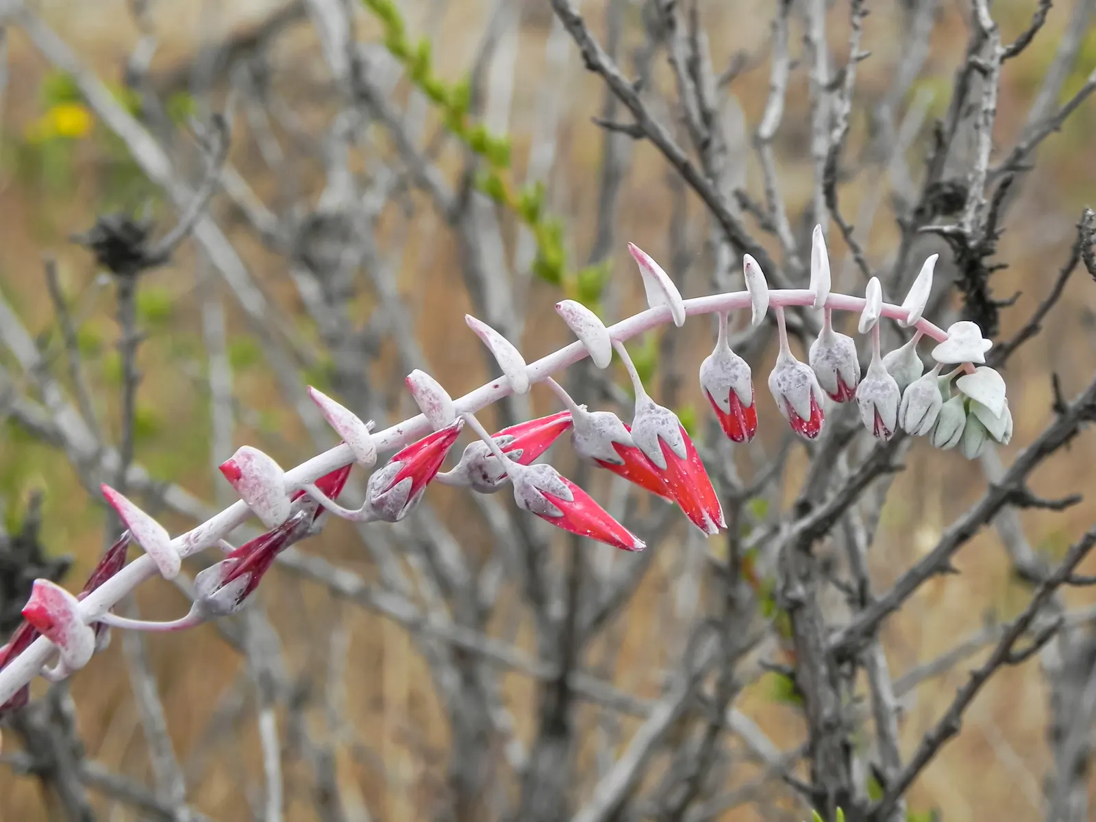 Dudleya (Dudleya Brittonii) — succulent with yellow blooms