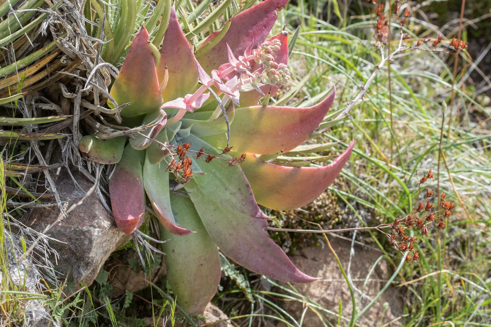 Dudleya (Dudleya Brittonii) — ideally receiving a few hours of direct sunlight daily; yellow flowers in the garden, image 68