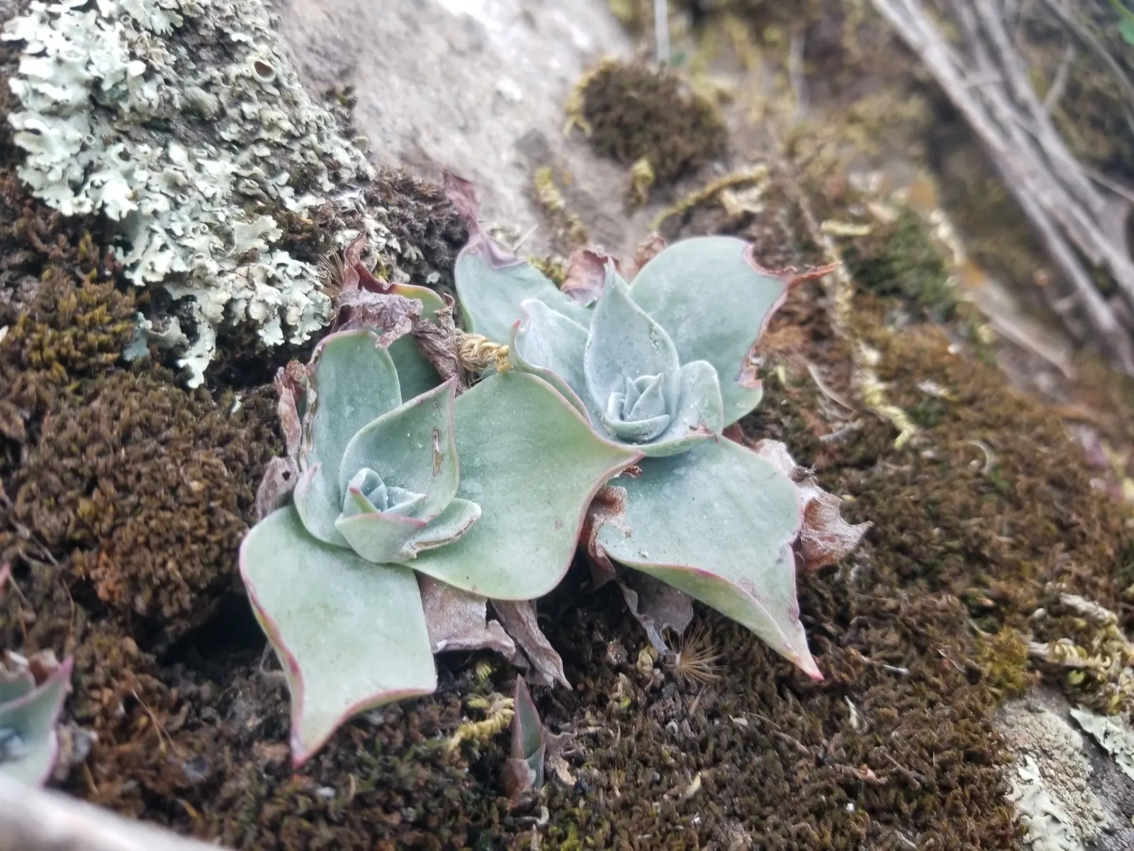 Dudleya (Dudleya Brittonii) — This plant prefers well-drained soil and thrives in USDA zones 9-11; succulent with yellow blooms, image 41