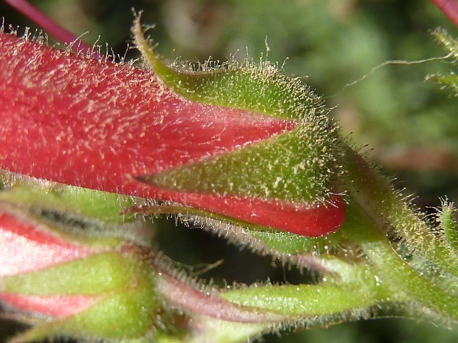 Firecracker Snapdragon (Gambelia Speciosa 'Firecracker') — offering a substantial visual impact.<br><br>This flamboyant plant is celebrated for its long