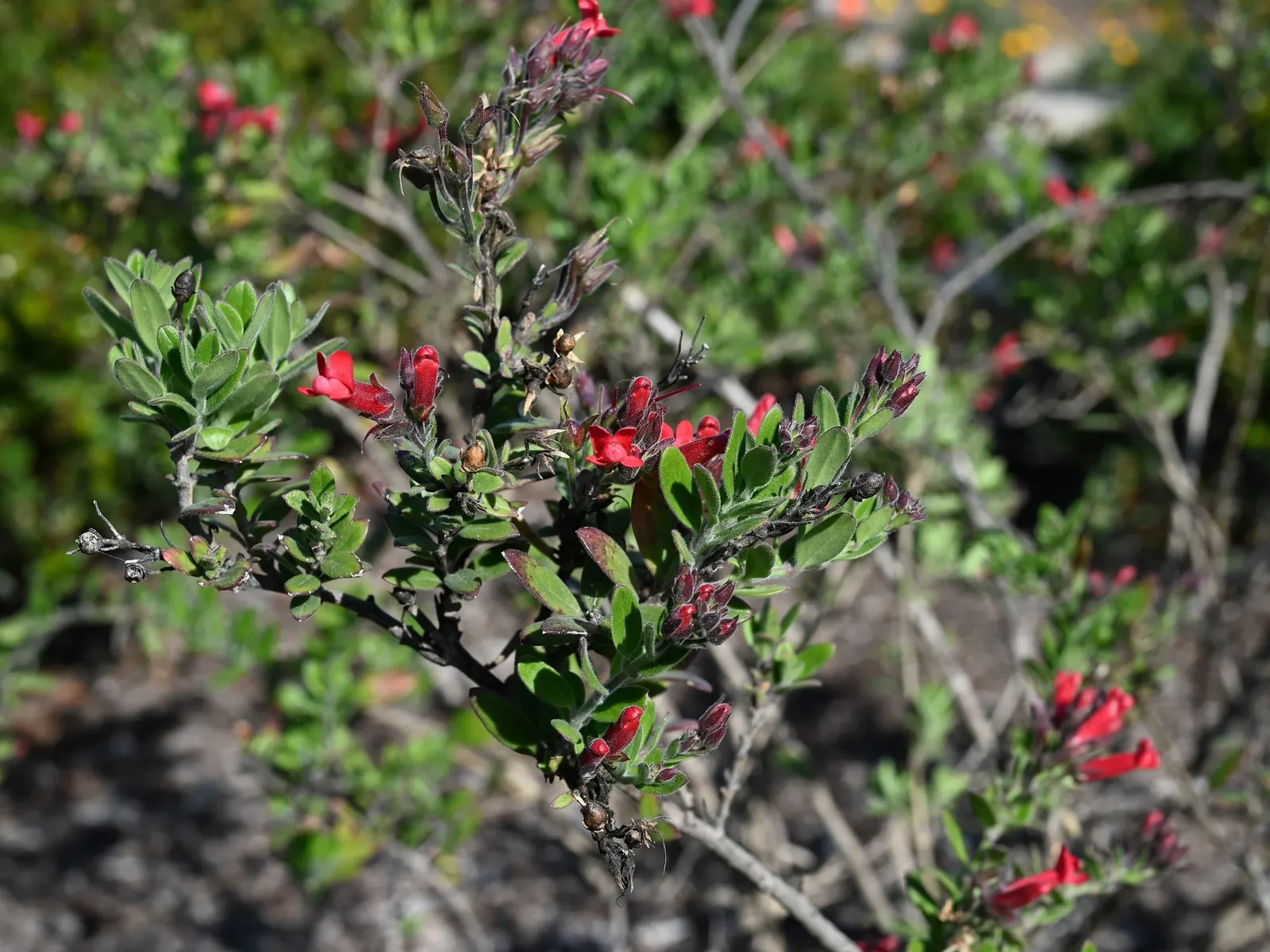 Firecracker Snapdragon (Gambelia Speciosa 'Firecracker') — Boasting tubular scarlet flowers, it blooms from spring through fall, attracting hummingbirds