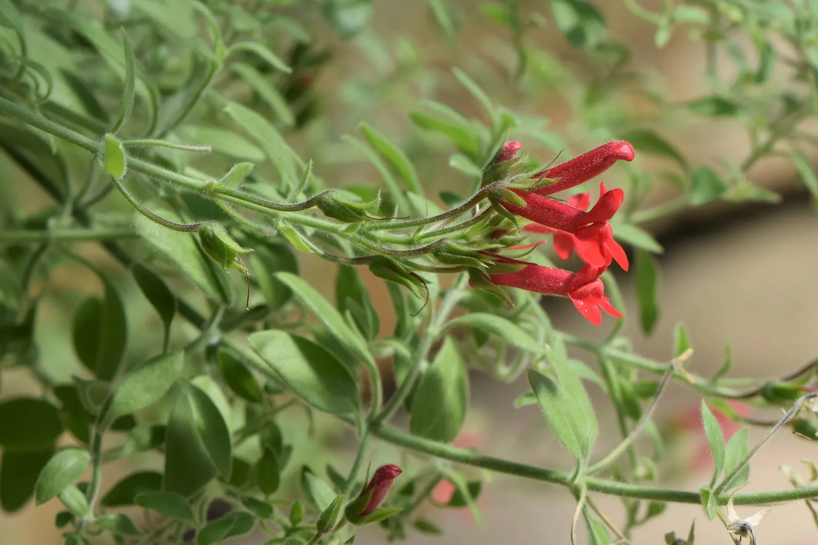 Firecracker Snapdragon (Gambelia Speciosa 'Firecracker') — Space plants approximately 36 inches apart for optimal growth and impact