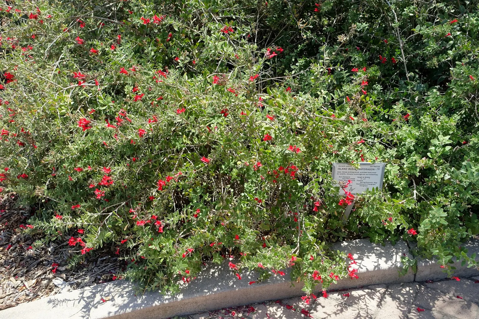 Firecracker Snapdragon (Gambelia Speciosa 'Firecracker') — This drought-tolerant plant thrives in full sun and well-drained soil in USDA zones 7-10