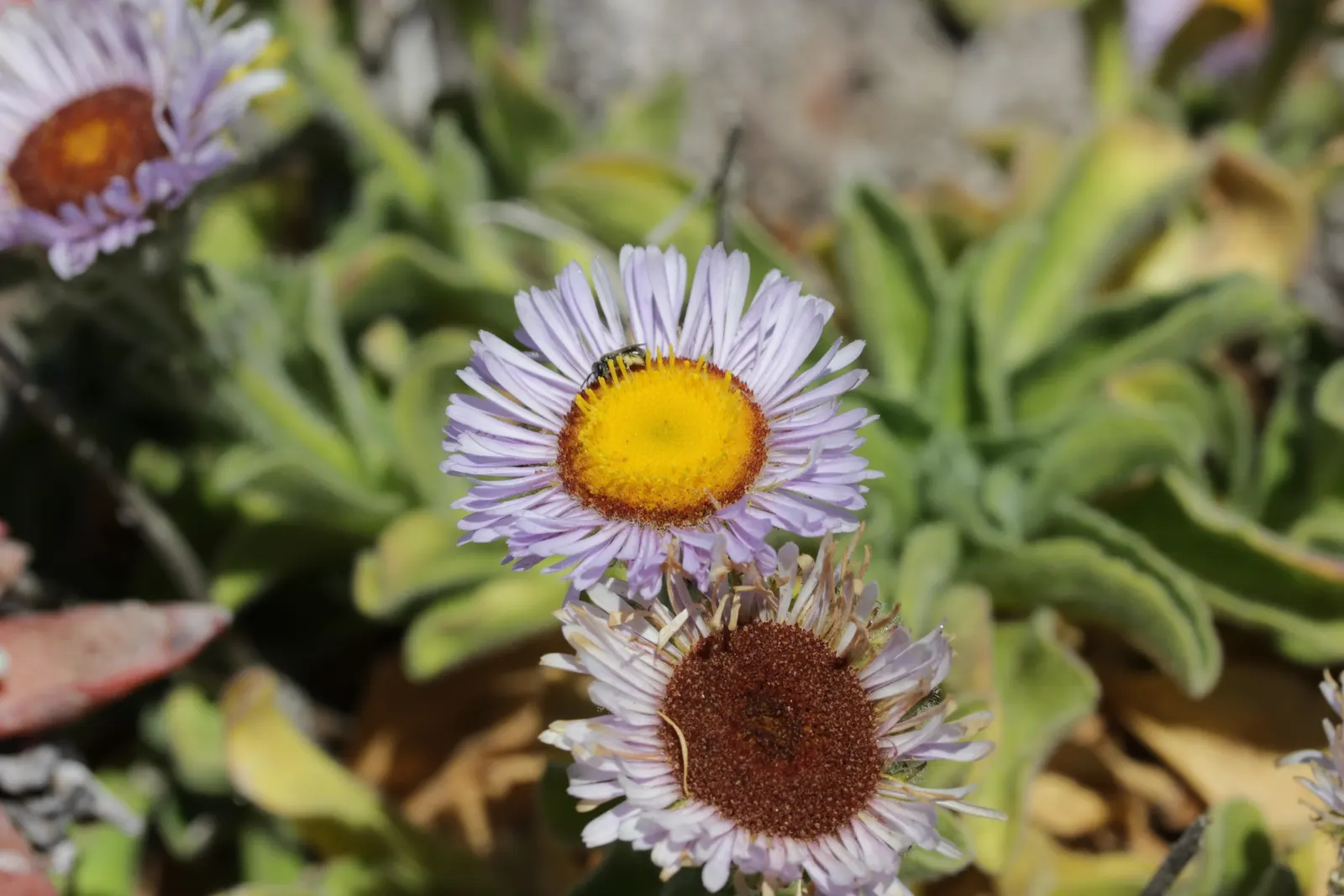 Blue Beach Aster, Seaside Daisy (Erigeron Glaucus) — lending a refreshing color palette to any garden design; ideally suited for coastal gardens, it tolerates