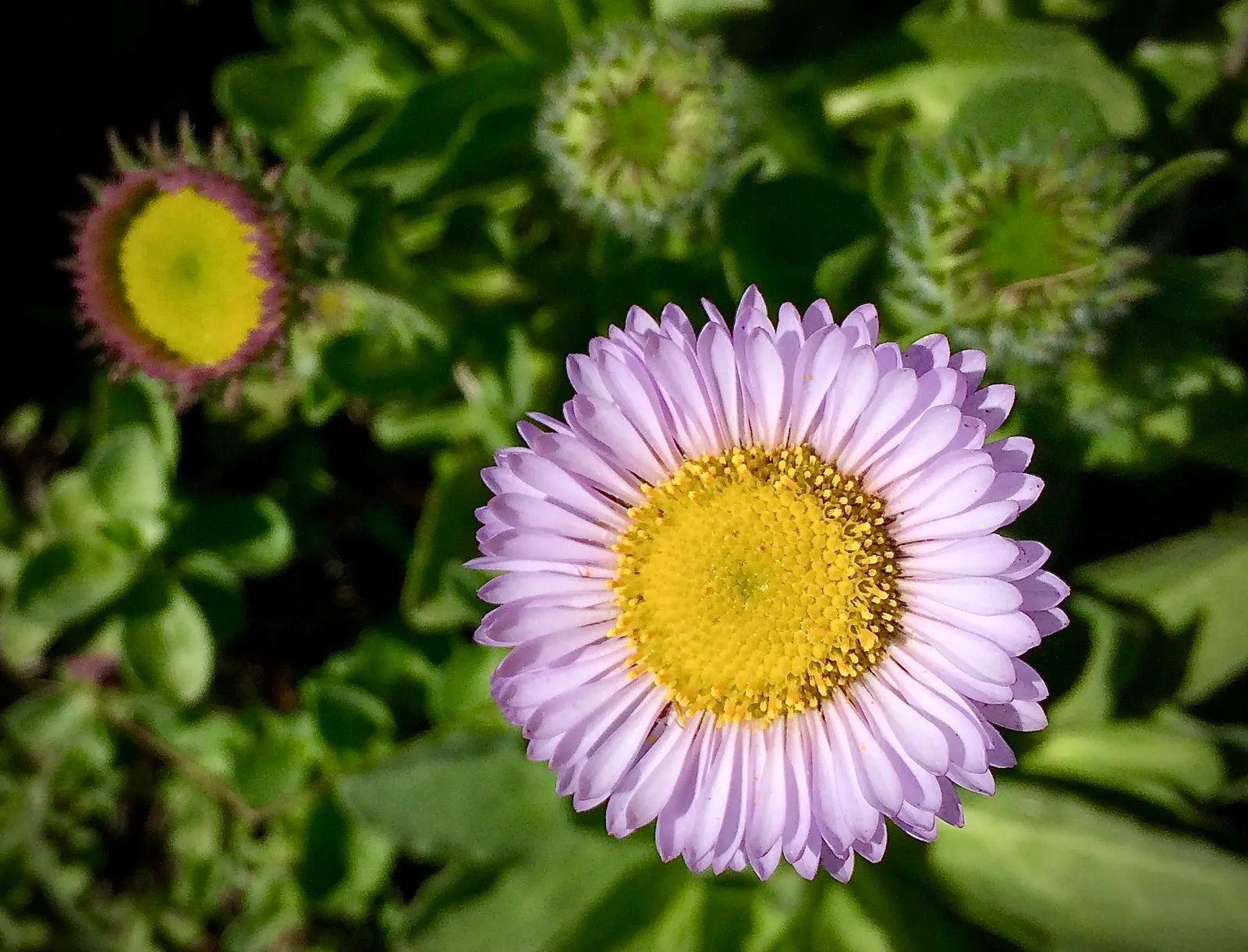 Blue Beach Aster, Seaside Daisy (Erigeron Glaucus) — When designing with this plant; which boast petals ranging in color from soft lavender to vibrant violet