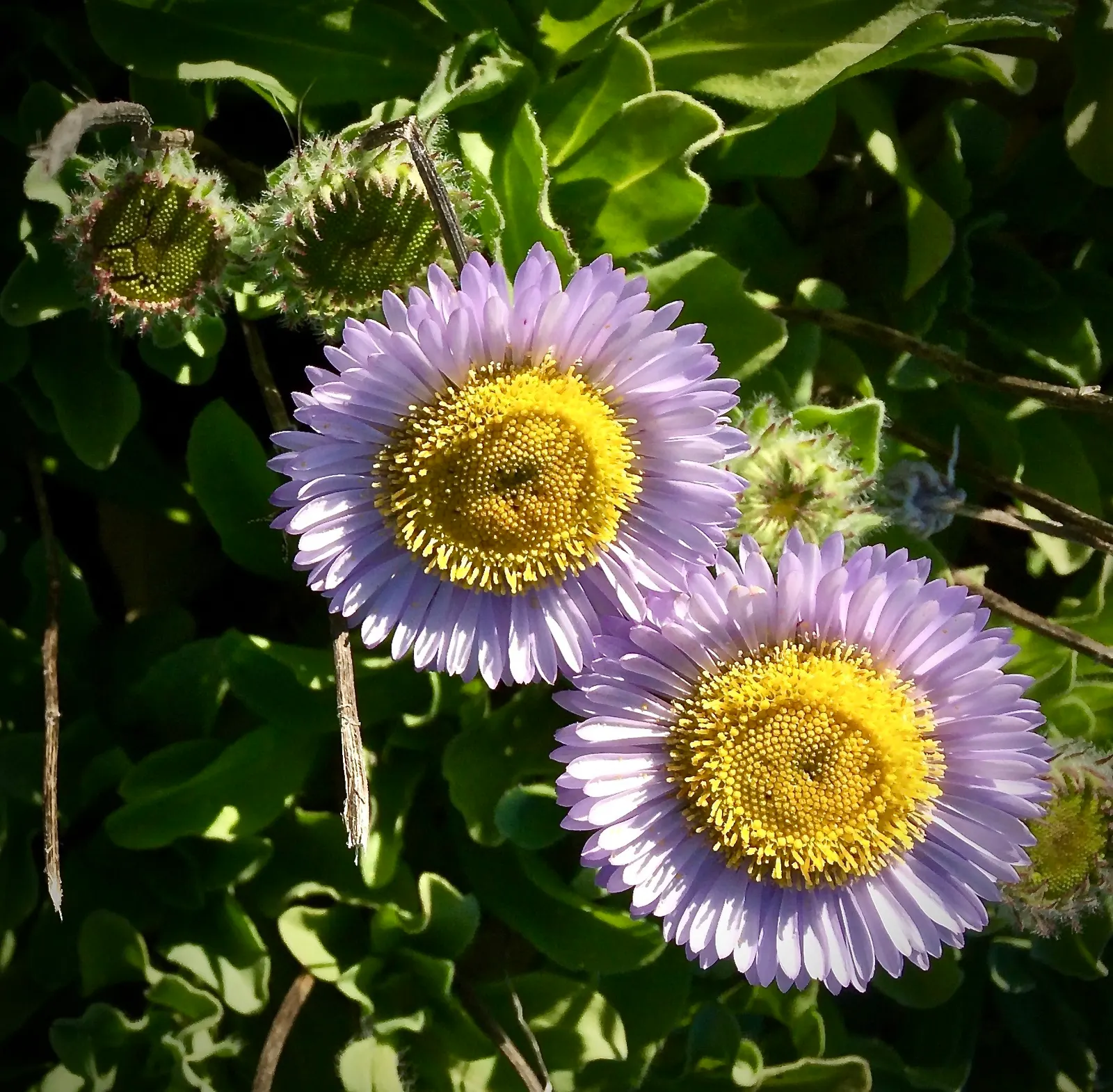 Blue Beach Aster, Seaside Daisy (Erigeron Glaucus) — Erigeron glaucus requires well-drained soil and can tolerate drought once established; creating a
