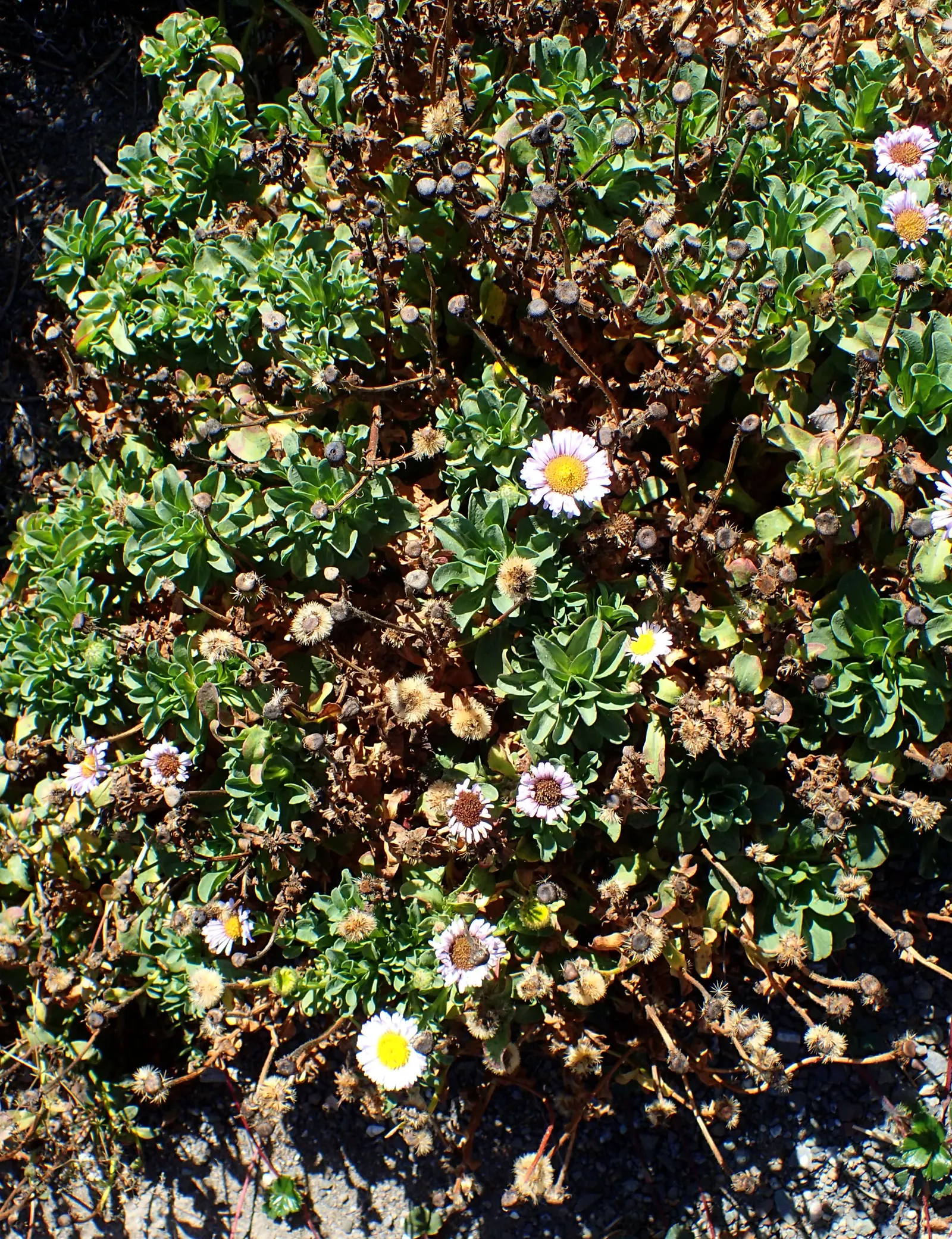 Blue Beach Aster, Seaside Daisy (Erigeron Glaucus) — It typically reaches a modest height of 1 foot with a similar spread