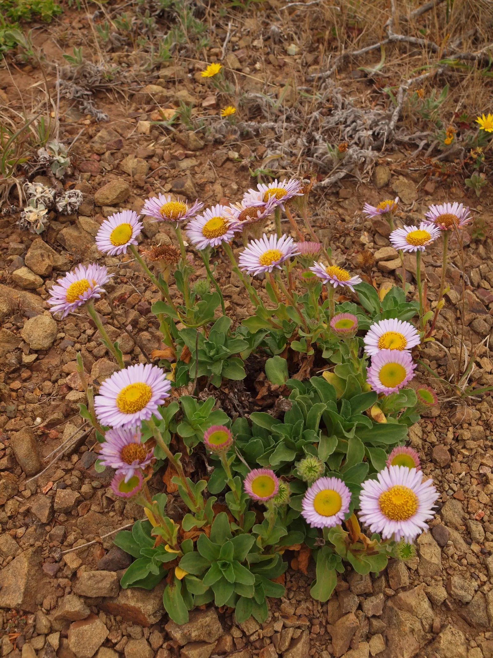 Blue Beach Aster, Seaside Daisy (Erigeron Glaucus) — or as a ground cover to provide a low-maintenance splash of color in the garden
