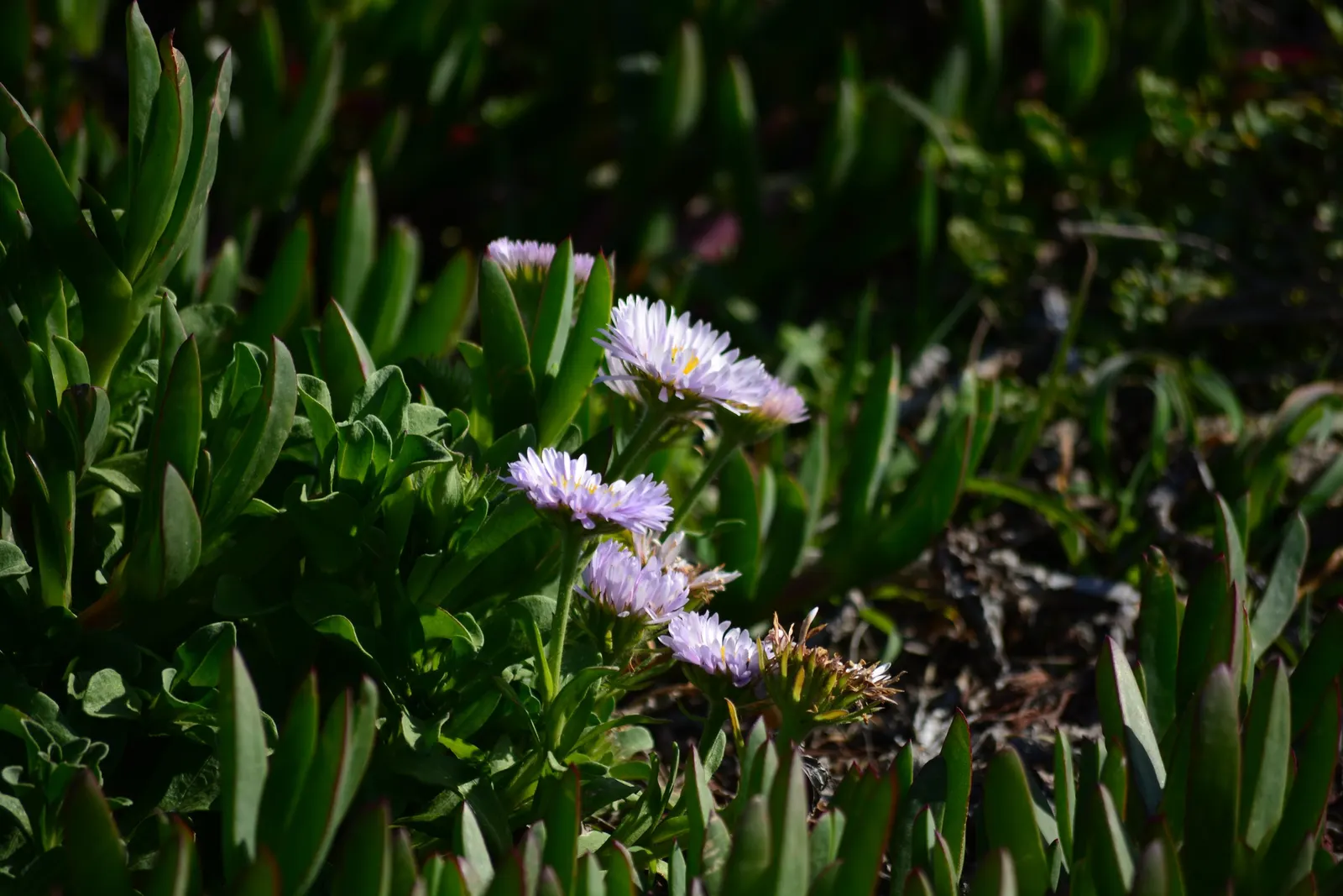 Blue Beach Aster, Seaside Daisy (Erigeron Glaucus) — Regular deadheading can encourage further blooming