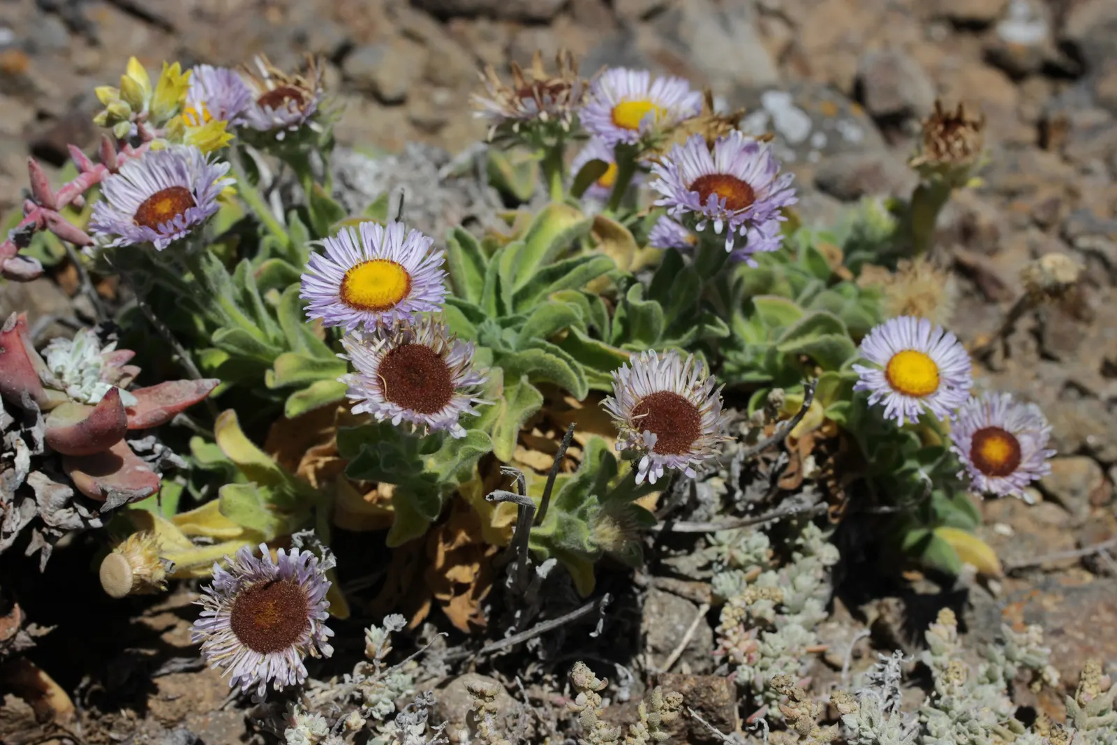 Blue Beach Aster, Seaside Daisy (Erigeron Glaucus) — Attracts butterflies, providing ecological and aesthetic value to any landscape; the plant's most striking