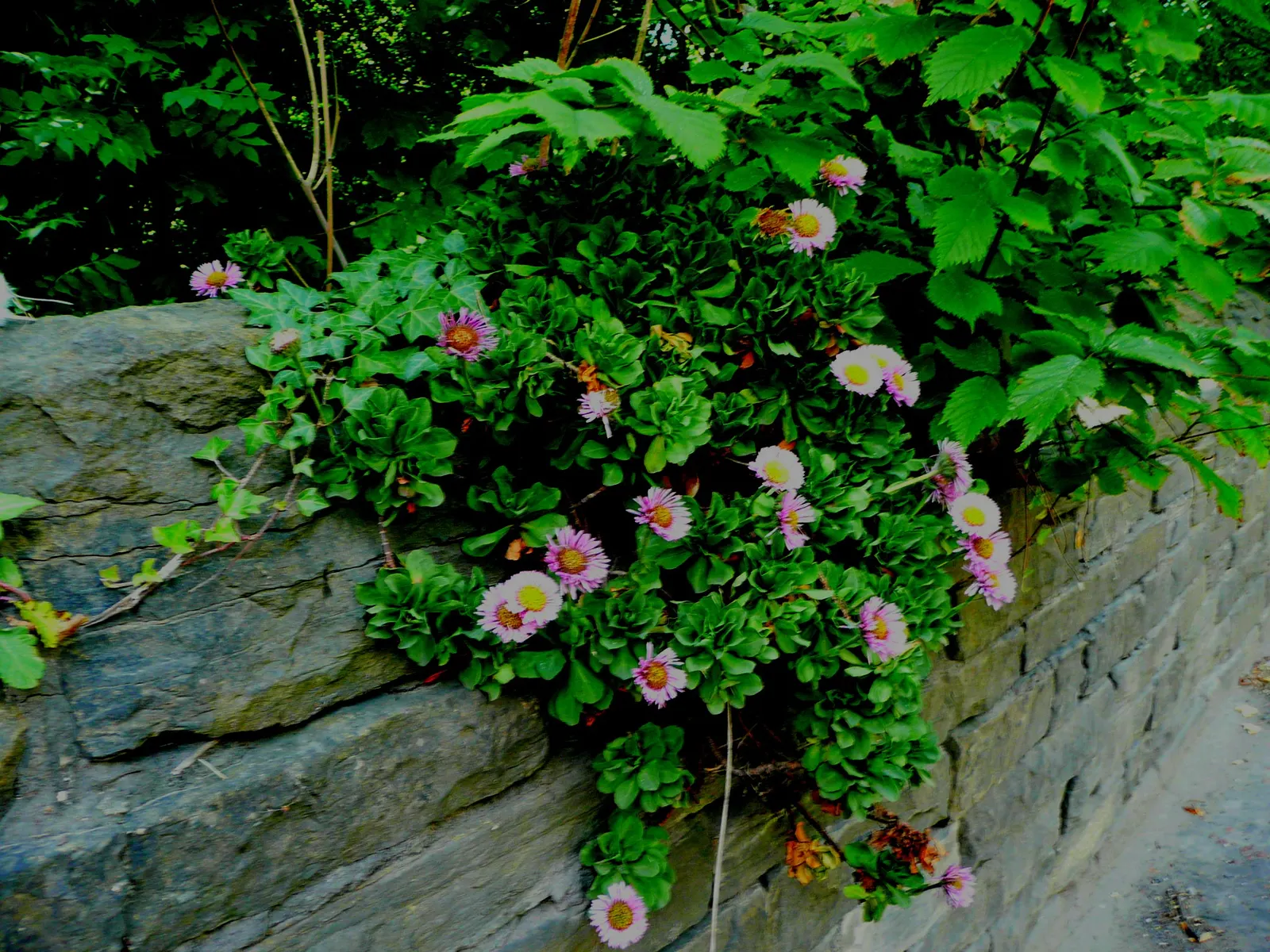 Blue Beach Aster, Seaside Daisy (Erigeron Glaucus) — It prefers full to partial sun exposure; some afternoon shade will help protect the foliage from scorching
