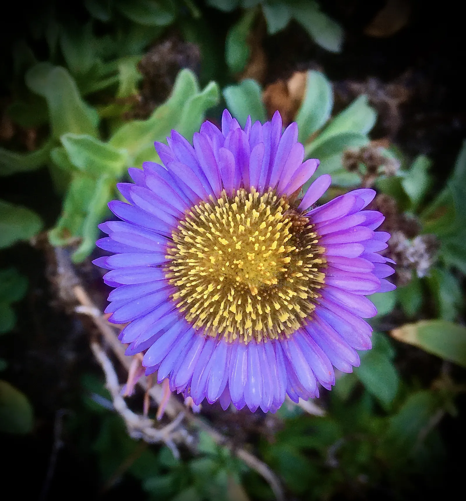 Blue Beach Aster, Seaside Daisy (Erigeron Glaucus) — When designing with this plant