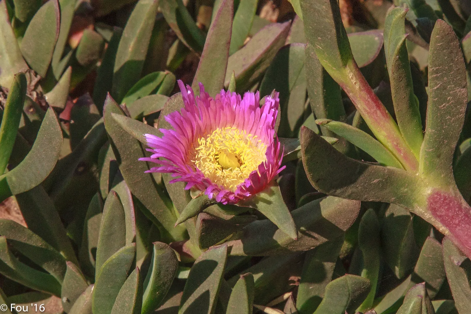 Blue Beach Aster, Seaside Daisy (Erigeron Glaucus) — which boast petals ranging in color from soft lavender to vibrant violet with sunny yellow centers; making