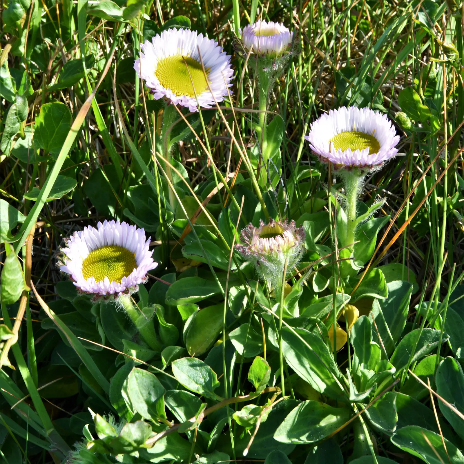 Blue Beach Aster, Seaside Daisy (Erigeron Glaucus) — Attracts butterflies, providing ecological and aesthetic value to any landscape