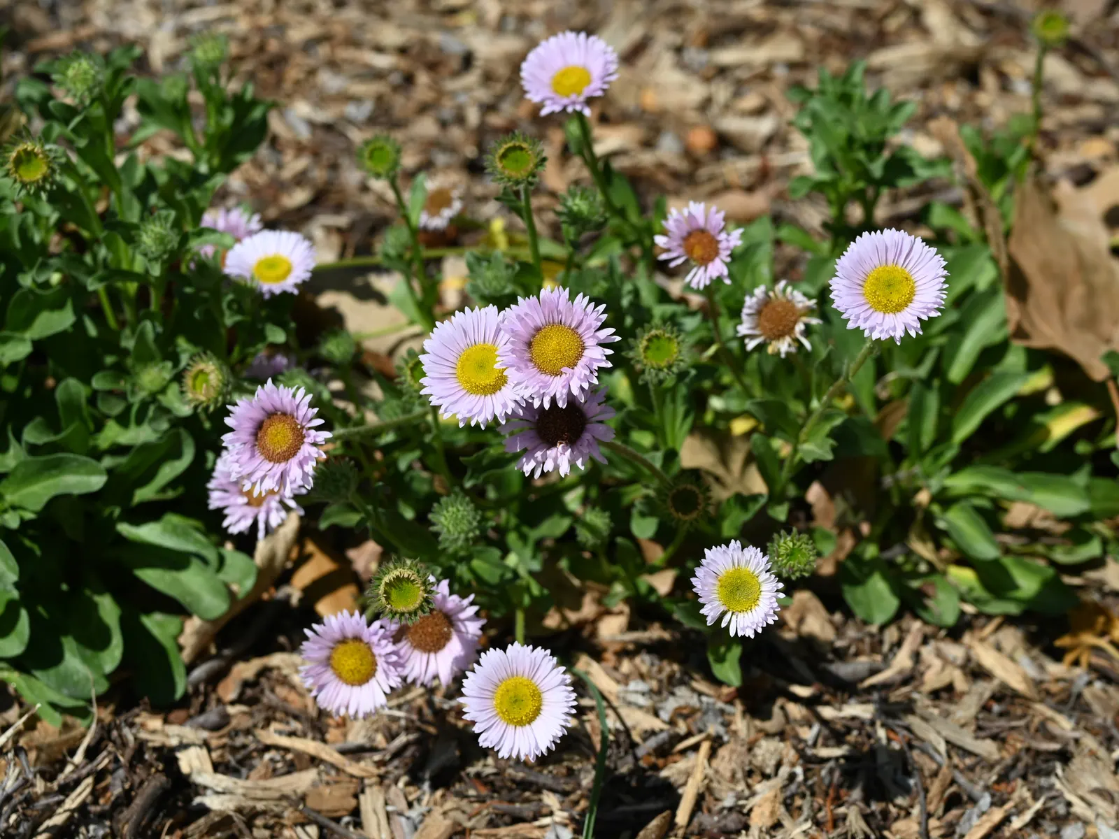 Blue Beach Aster, Seaside Daisy (Erigeron Glaucus) — The plant's most striking feature is its profusion of daisy-like flowers; creating a dense mat of
