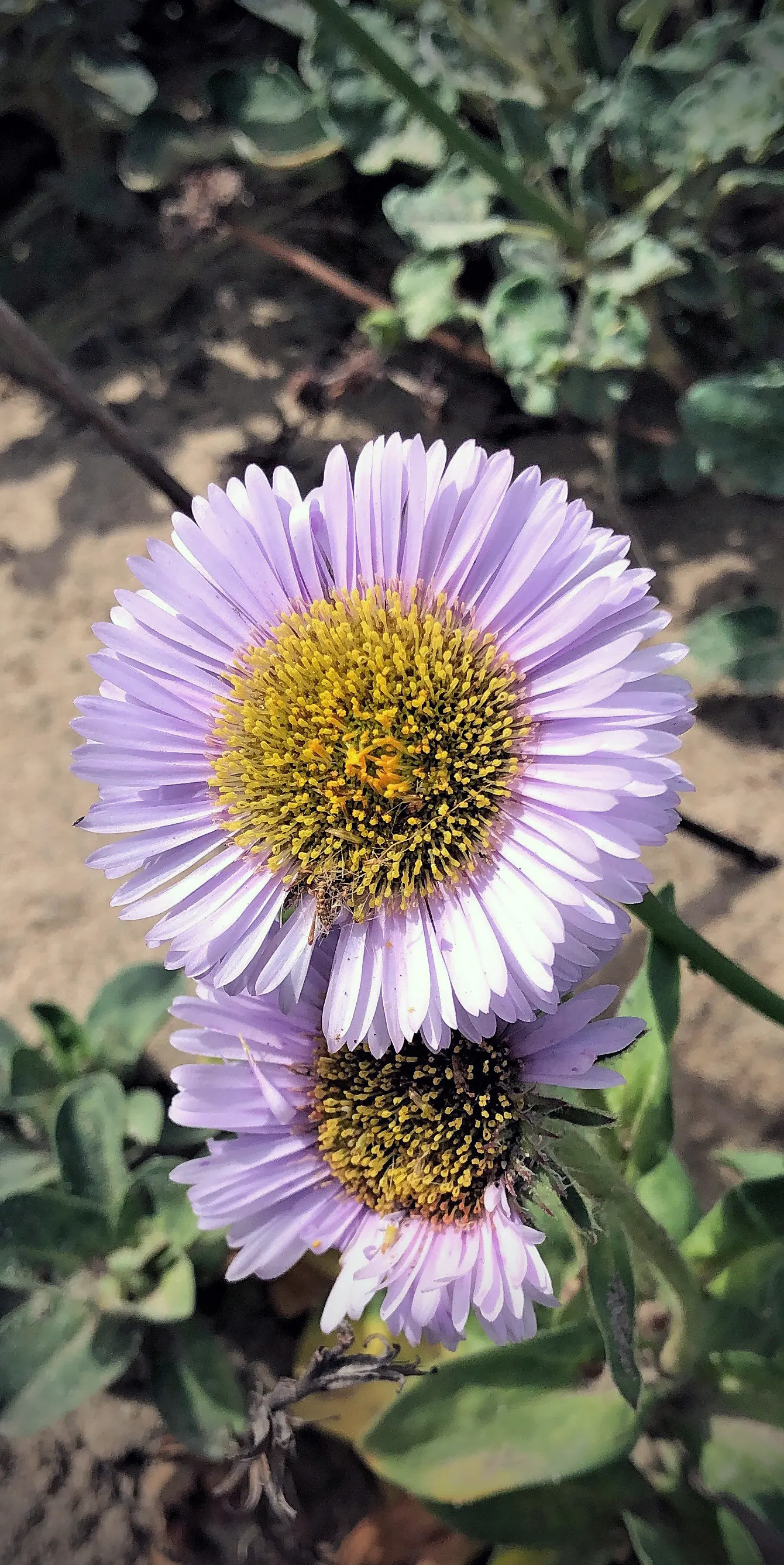 Blue Beach Aster, Seaside Daisy (Erigeron Glaucus) — The plant's most striking feature is its profusion of daisy-like flowers