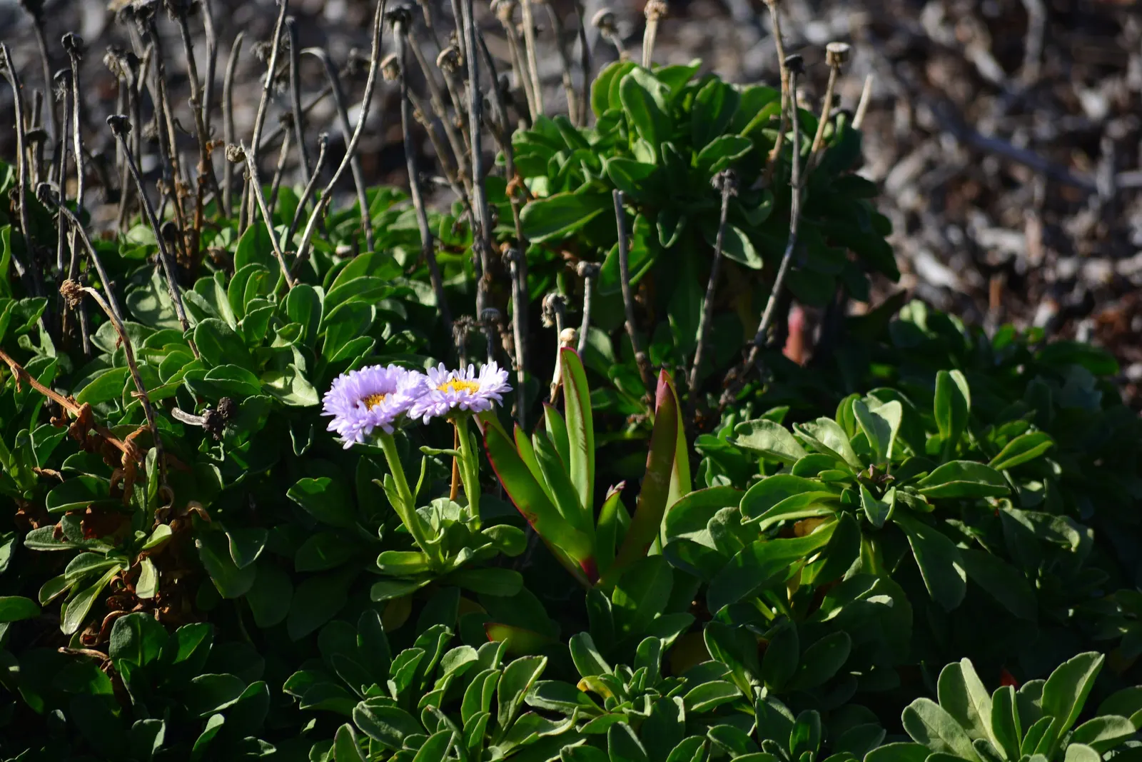 Blue Beach Aster, Seaside Daisy (Erigeron Glaucus) — These blossoms emerge in the late spring and can persist through the summer months