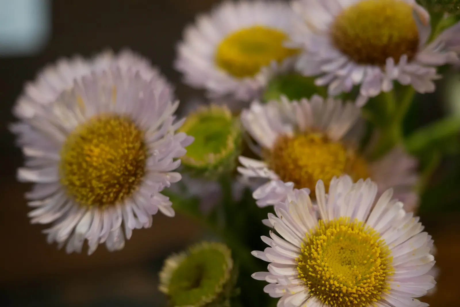 Blue Beach Aster, Seaside Daisy (Erigeron Glaucus) — some afternoon shade will help protect the foliage from scorching