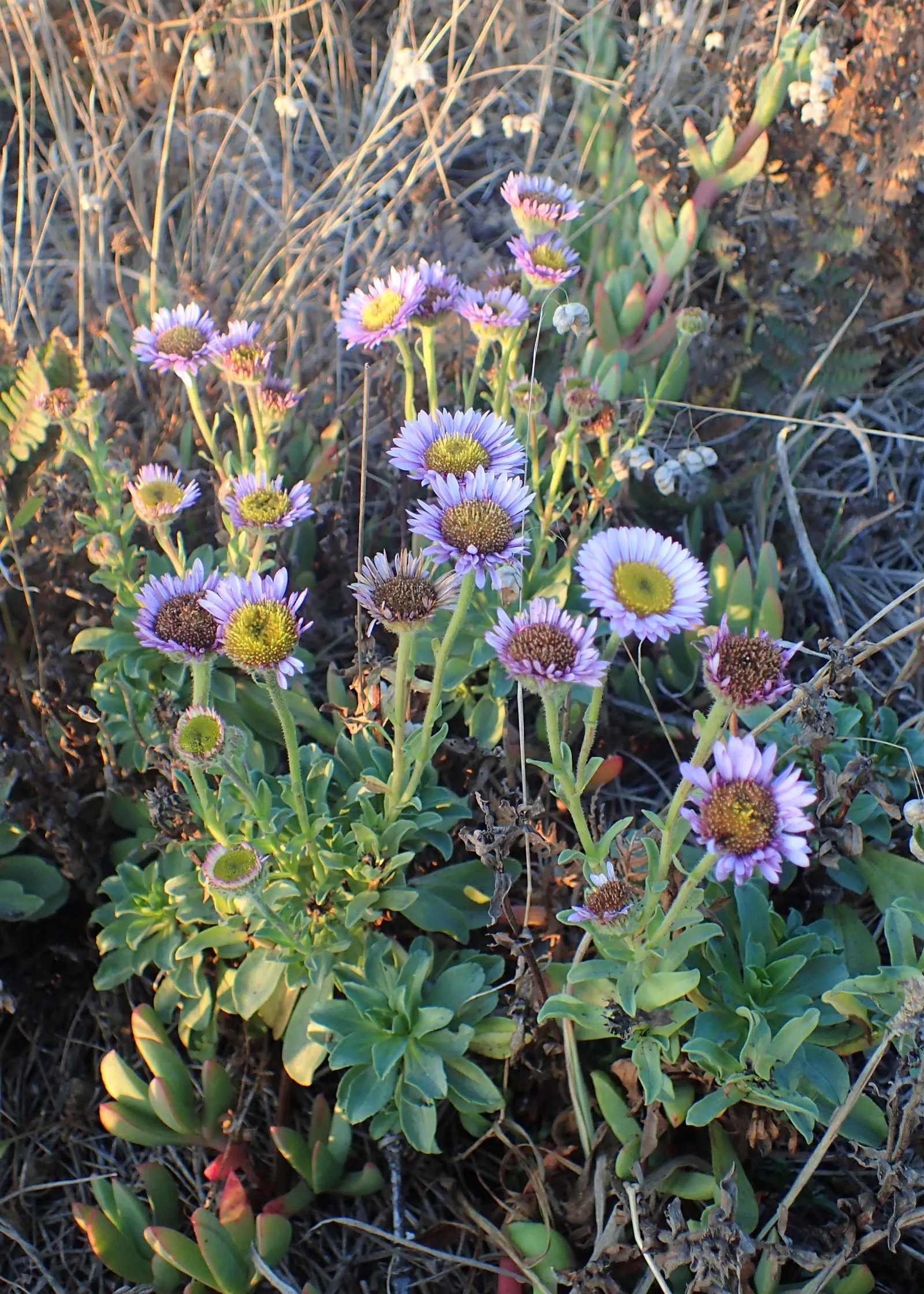 Blue Beach Aster, Seaside Daisy (Erigeron Glaucus) — creating a dense mat of foliage.<br><br>The Blue Beach Aster's foliage is characterized by its