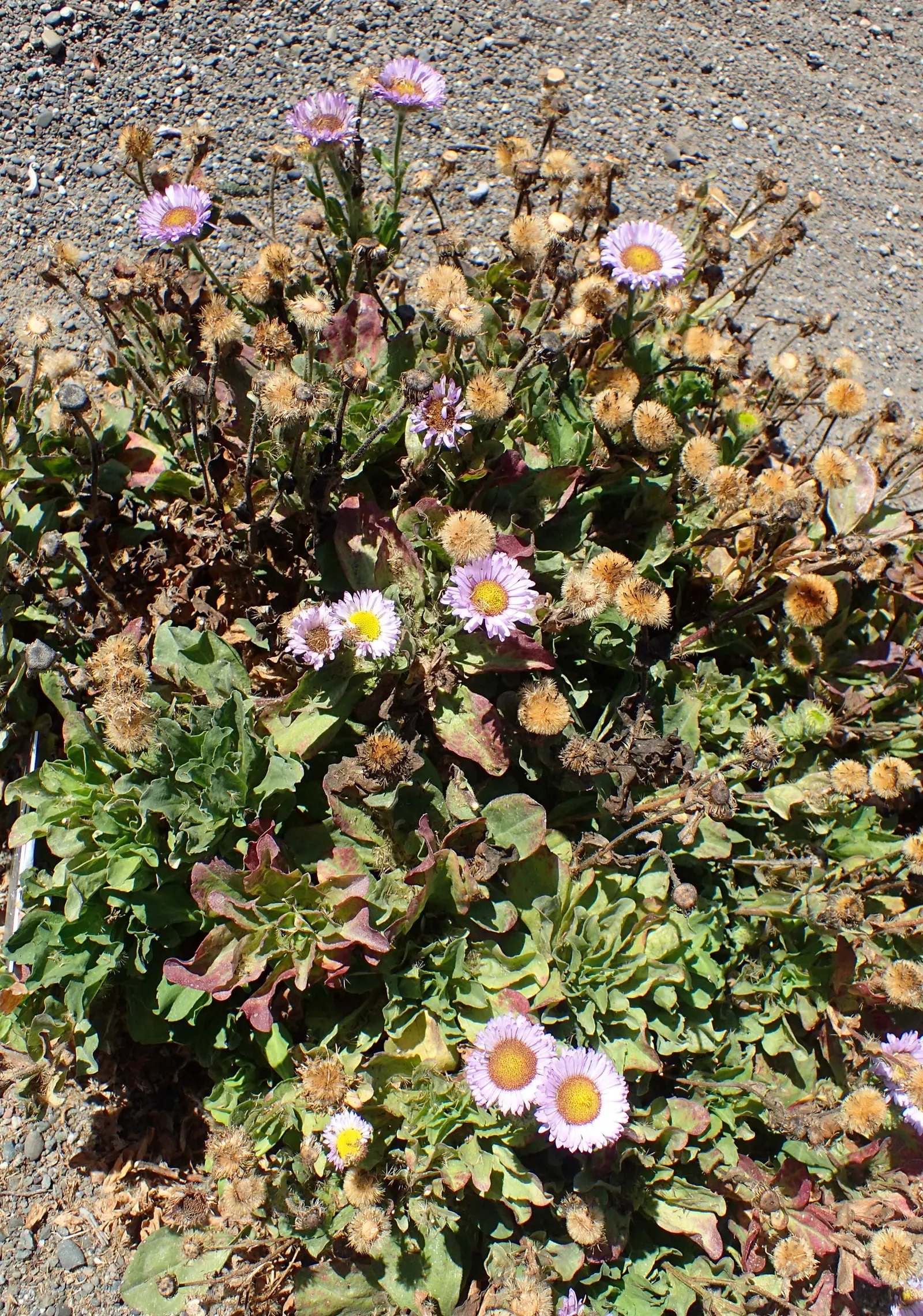 Blue Beach Aster, Seaside Daisy (Erigeron Glaucus) — Ideally suited for coastal gardens, it tolerates salt spray and wind
