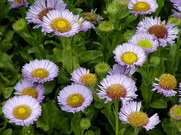 Blue Beach Aster, Seaside Daisy (Erigeron Glaucus) — which boast petals ranging in color from soft lavender to vibrant violet with sunny yellow centers