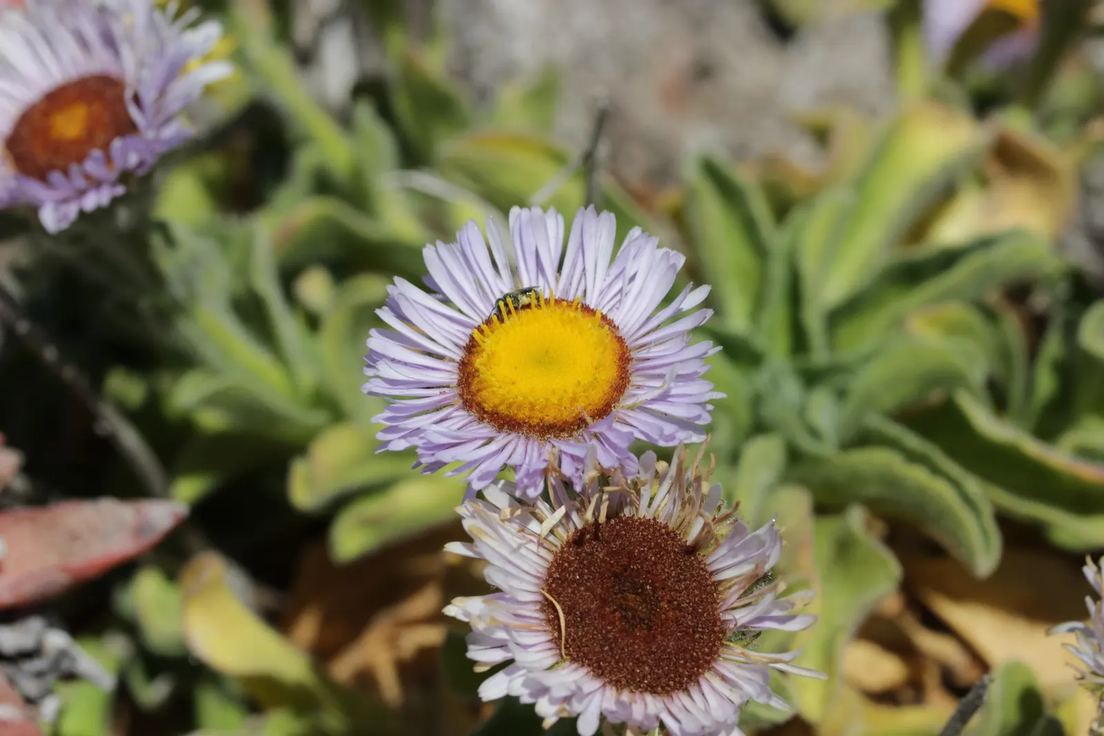 Blue Beach Aster, Seaside Daisy (Erigeron Glaucus) — Erigeron glaucus, the Seaside Daisy, enchants with lavender-blue petals circling yellow centers