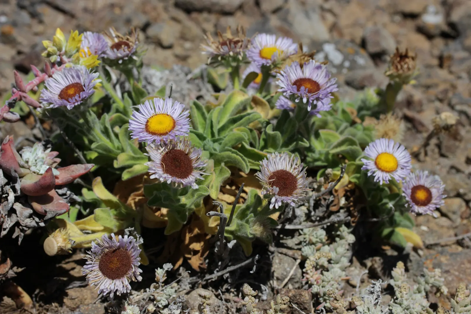 Blue Beach Aster, Seaside Daisy (Erigeron Glaucus) — ground cover / perennial with lavender blooms
