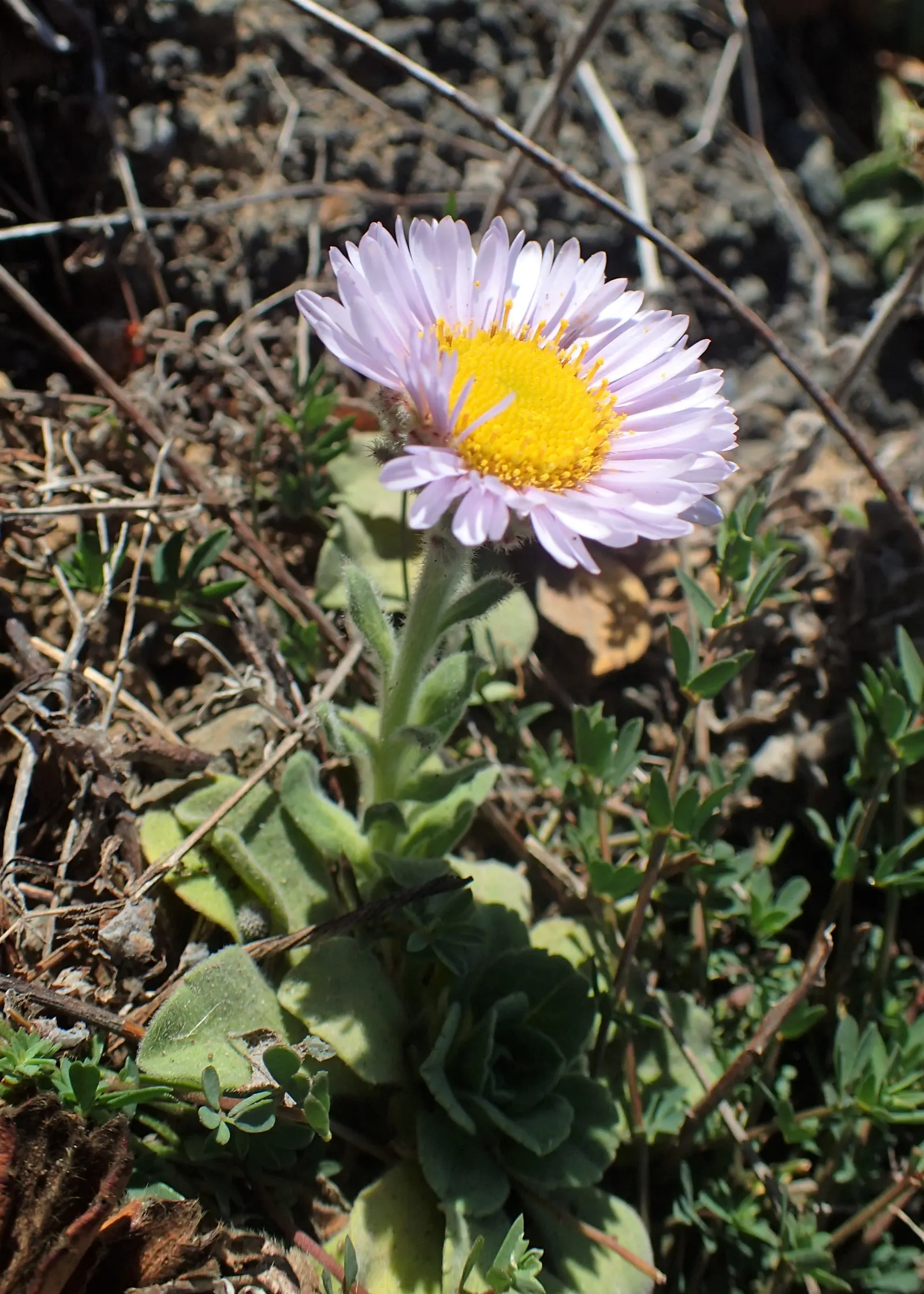 Blue Beach Aster, Seaside Daisy (Erigeron Glaucus) — It typically reaches a modest height of 1 foot with a similar spread; is a charming perennial suited for