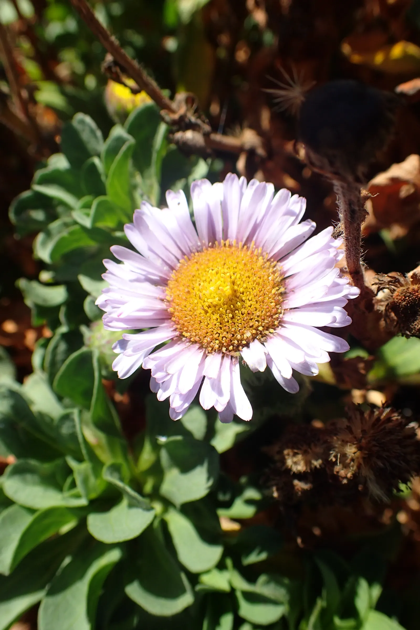 Blue Beach Aster, Seaside Daisy (Erigeron Glaucus) — creating a dense mat of foliage.<br><br>The Blue Beach Aster's foliage is characterized by its spoon-shaped