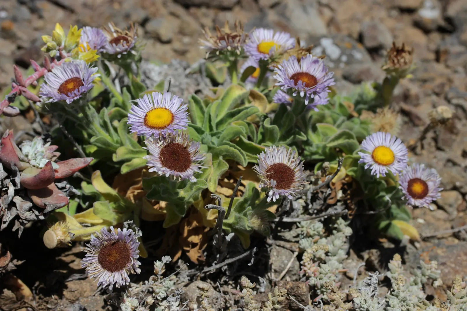 Blue Beach Aster, Seaside Daisy (Erigeron Glaucus) — Ideally suited for coastal gardens, it tolerates salt spray and wind; it prefers full to partial sun