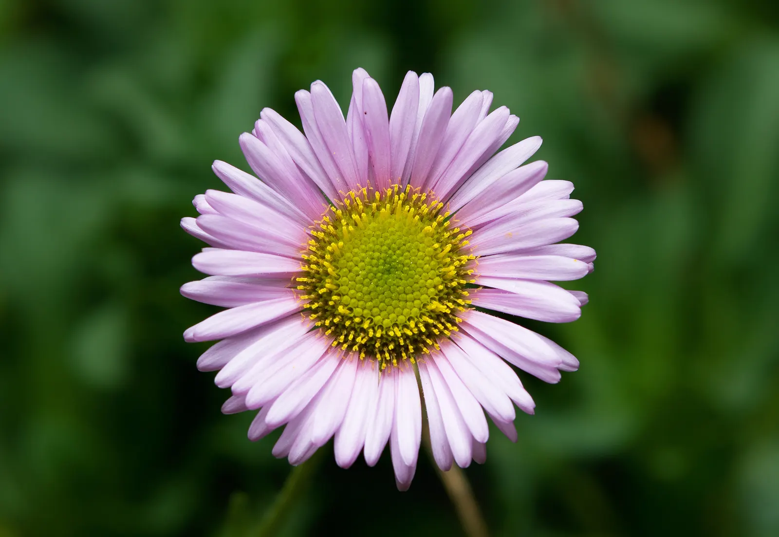 Blue Beach Aster, Seaside Daisy (Erigeron Glaucus) — creating a low-maintenance ground cover or border accent; attracts butterflies, providing ecological and