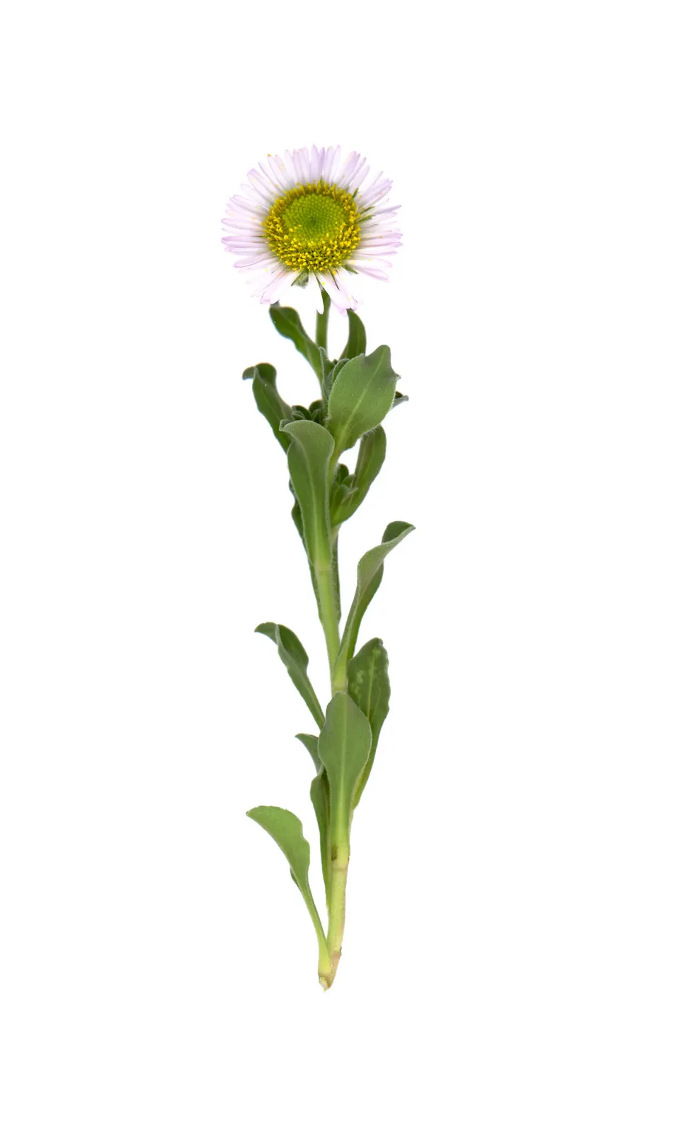 Blue Beach Aster, Seaside Daisy (Erigeron Glaucus) — commonly referred to as the Blue Beach Aster or Seaside Daisy