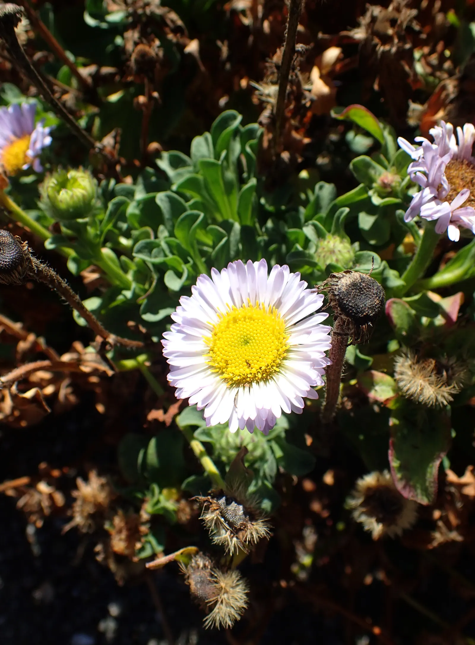 Blue Beach Aster, Seaside Daisy (Erigeron Glaucus) — Regular deadheading can encourage further blooming; commonly referred to as the Blue Beach Aster or