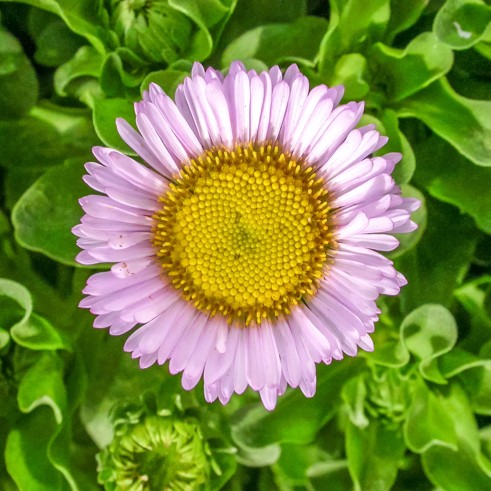 Blue Beach Aster, Seaside Daisy (Erigeron Glaucus) — ground cover / perennial for full or half