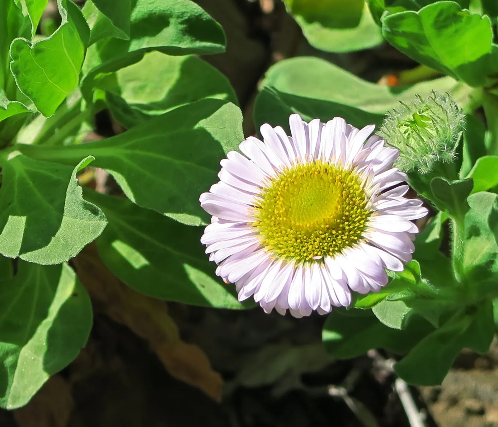 Blue Beach Aster, Seaside Daisy (Erigeron Glaucus) — some afternoon shade will help protect the foliage from scorching; ground cover / perennial for full or