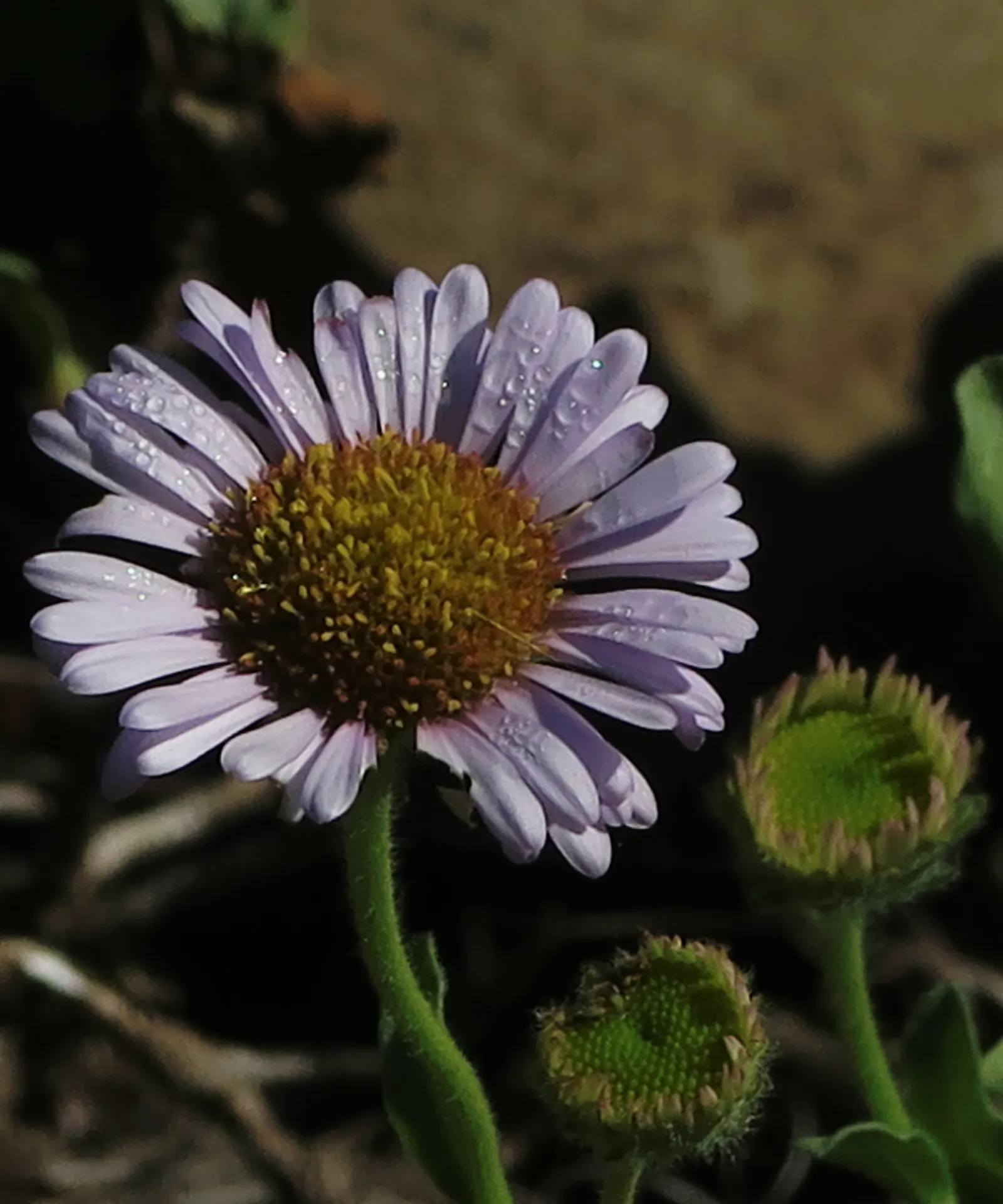 Blue Beach Aster, Seaside Daisy (Erigeron Glaucus) — It reaches a mature height of 1 ft and spreads up to 2 ft