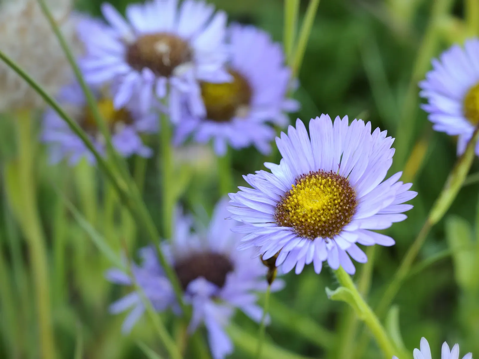 Blue Beach Aster, Seaside Daisy (Erigeron Glaucus) — lavender flowers in the garden