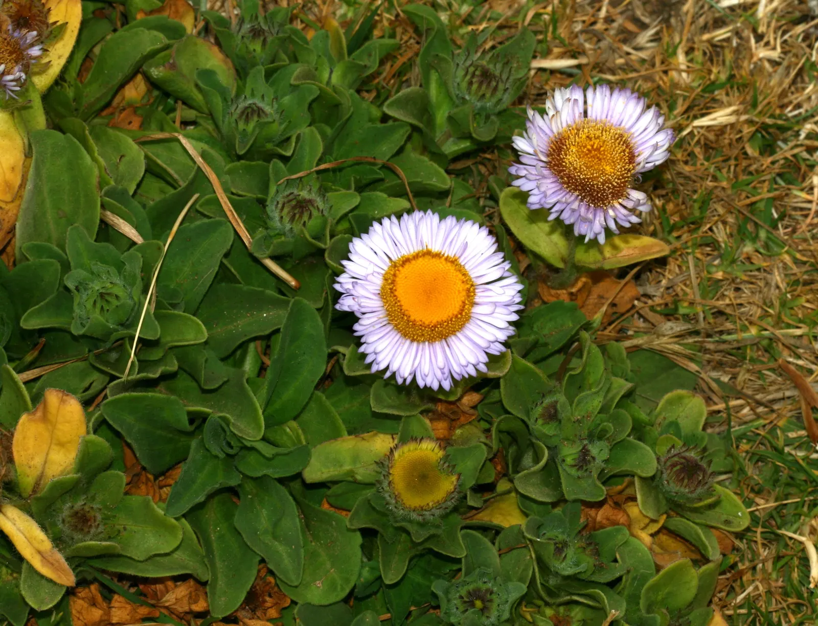 Blue Beach Aster, Seaside Daisy (Erigeron Glaucus) — lending a refreshing color palette to any garden design
