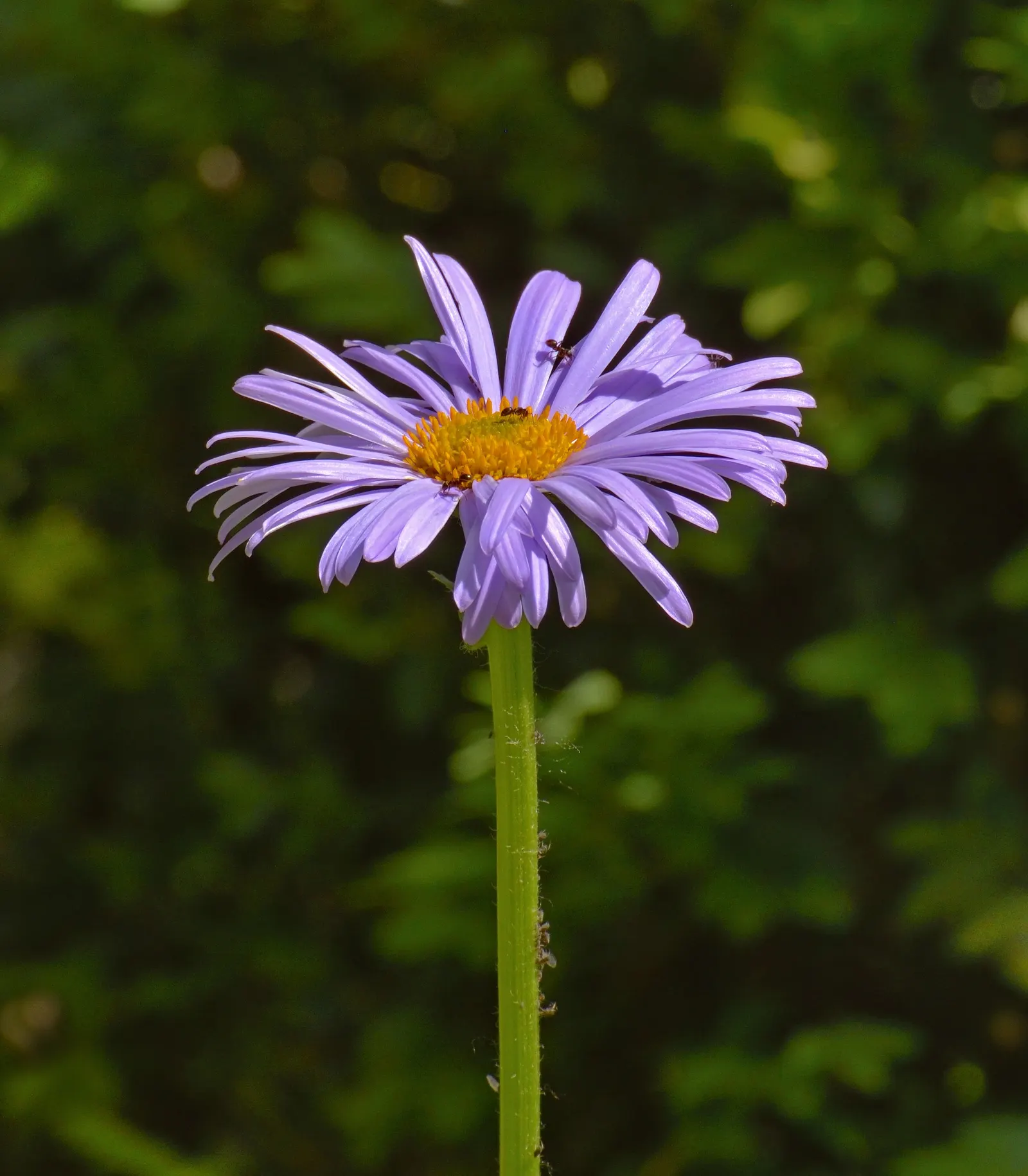 Blue Beach Aster, Seaside Daisy (Erigeron Glaucus) — slightly succulent leaves with a distinctive bluish-green hue; consider it for use in borders