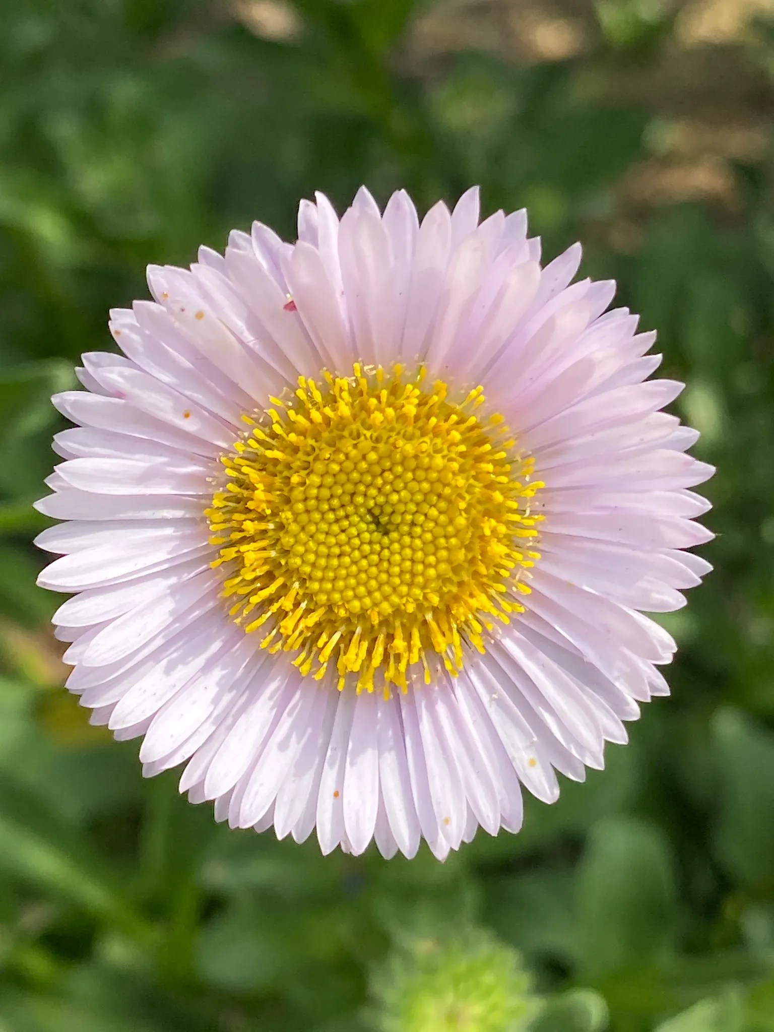 Blue Beach Aster, Seaside Daisy (Erigeron Glaucus) — This perennial thrives in zones 3-10, relishing full sun to part shade