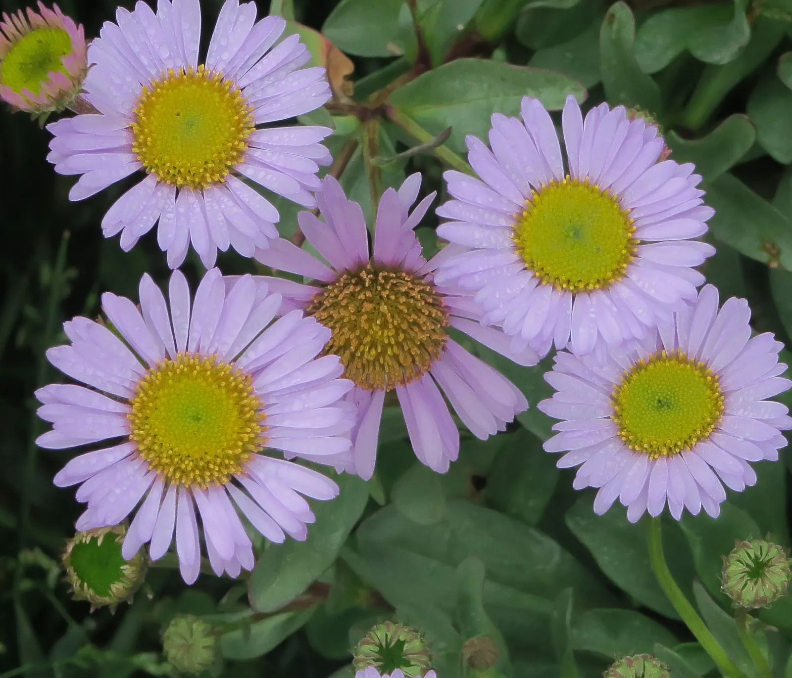 Blue Beach Aster, Seaside Daisy (Erigeron Glaucus) — Erigeron glaucus, the Seaside Daisy, enchants with lavender-blue petals circling yellow centers; it