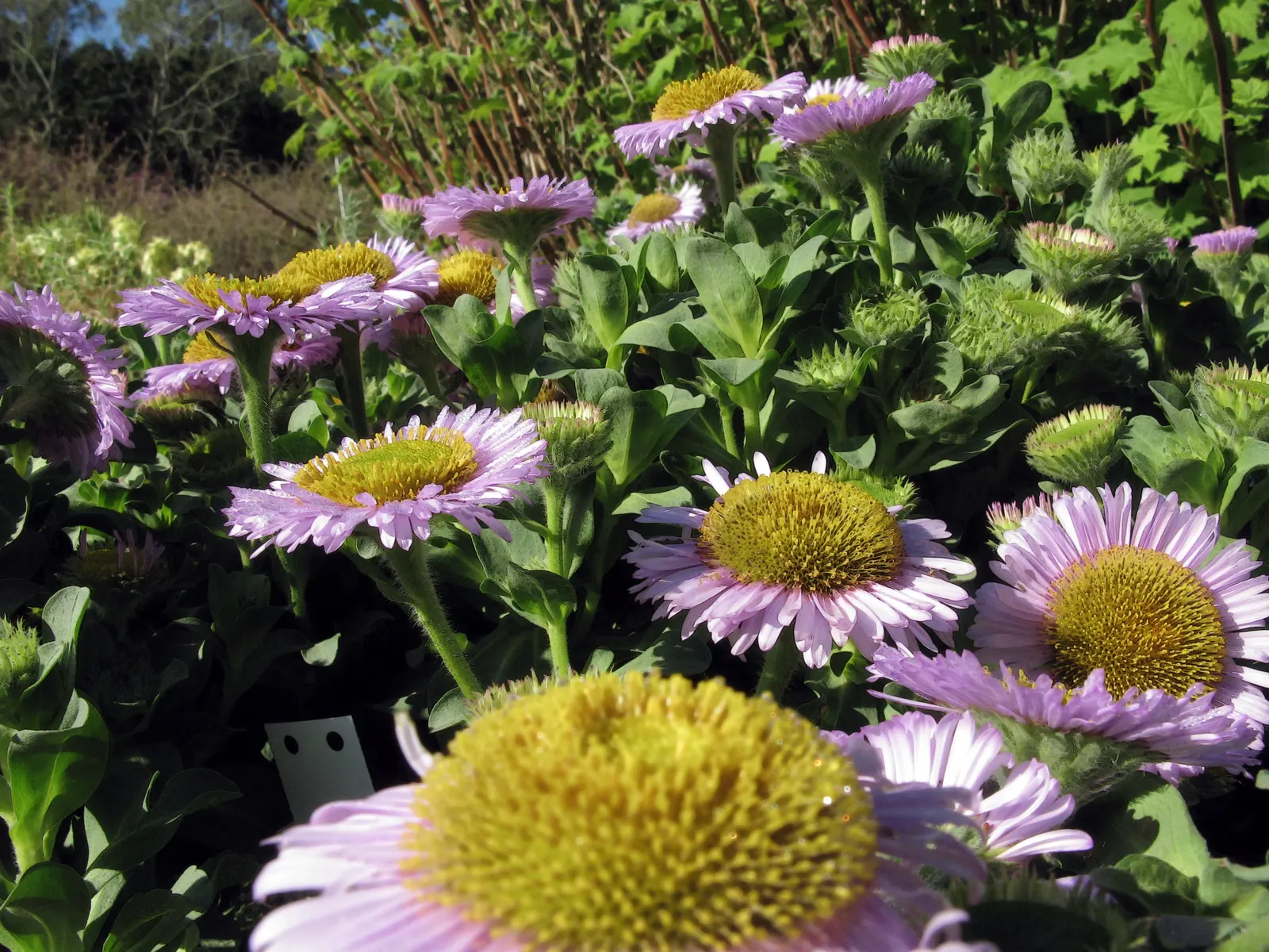 Blue Beach Aster, Seaside Daisy (Erigeron Glaucus) — is a charming perennial suited for coastal landscapes and rock gardens